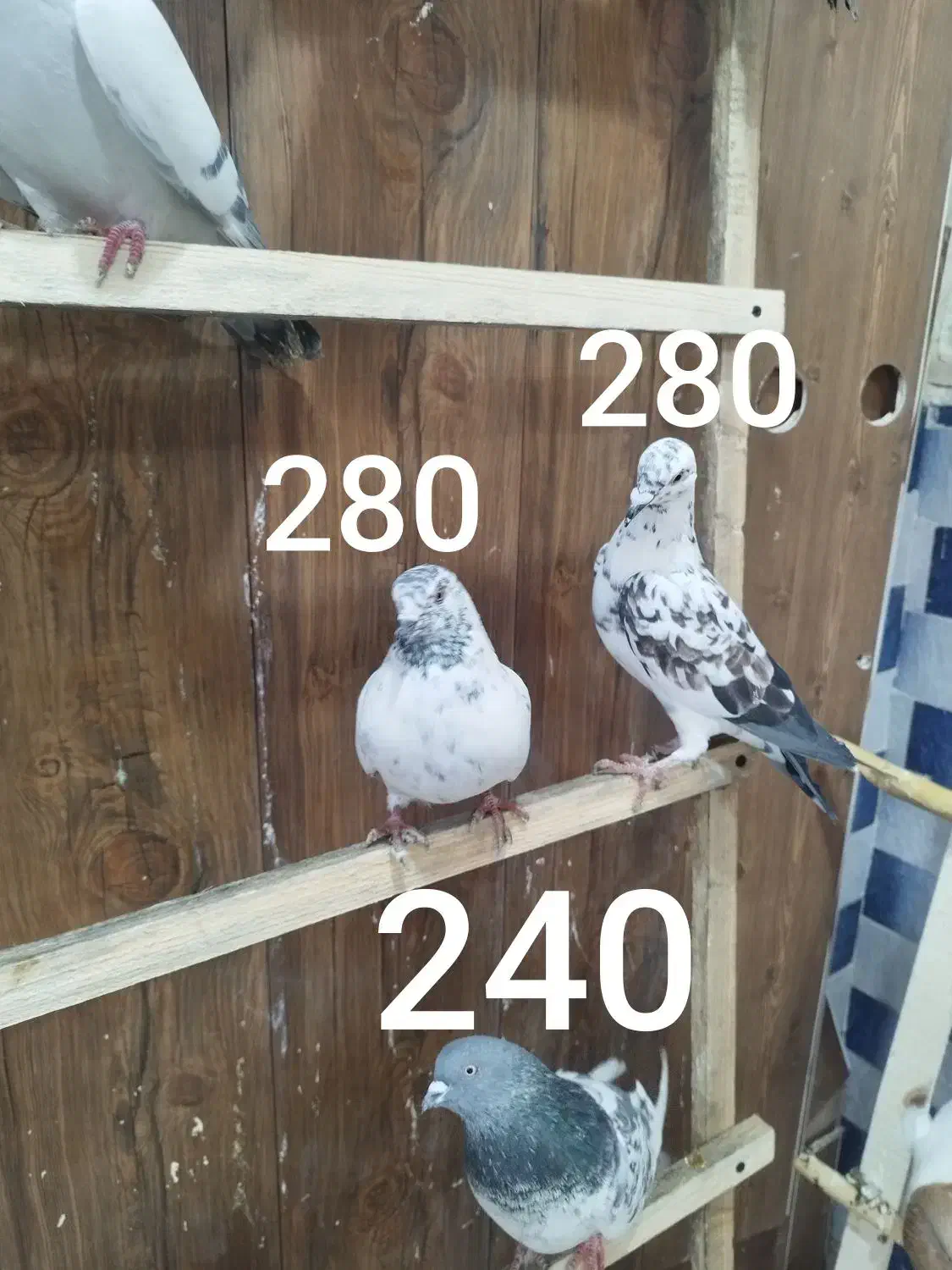 کبوتر پرشی تضمینی|پرنده|ابهر, |دیوار