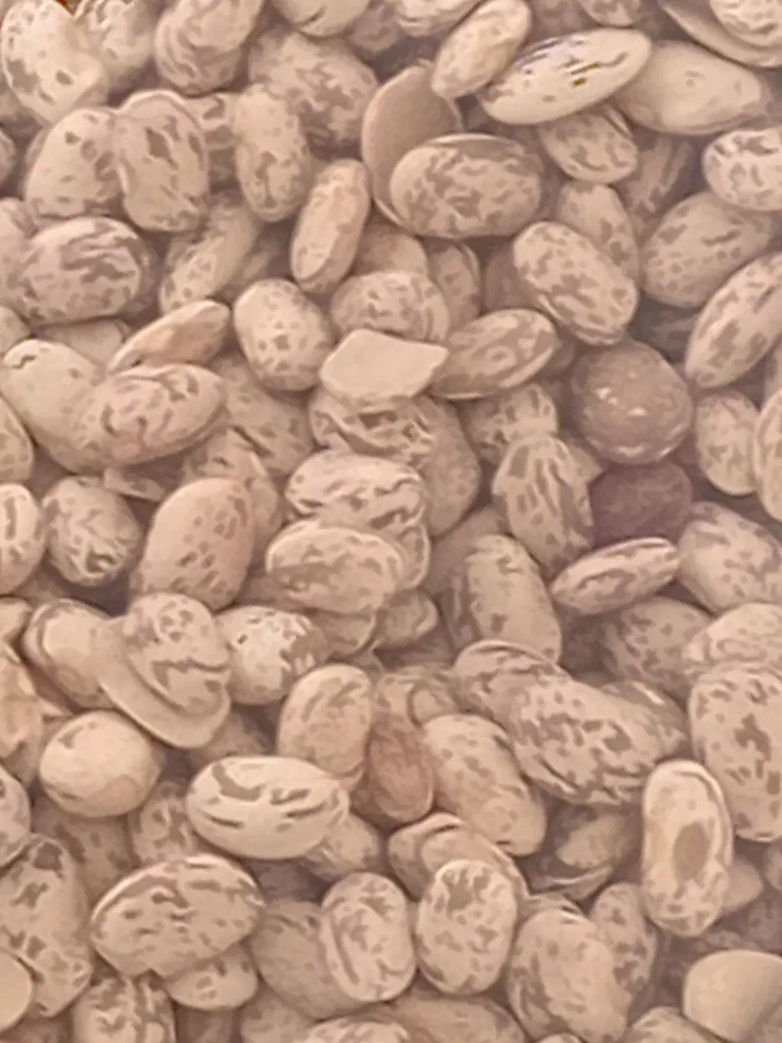 لوبیا چیتی|خوردنی و آشامیدنی|معمولان, |دیوار