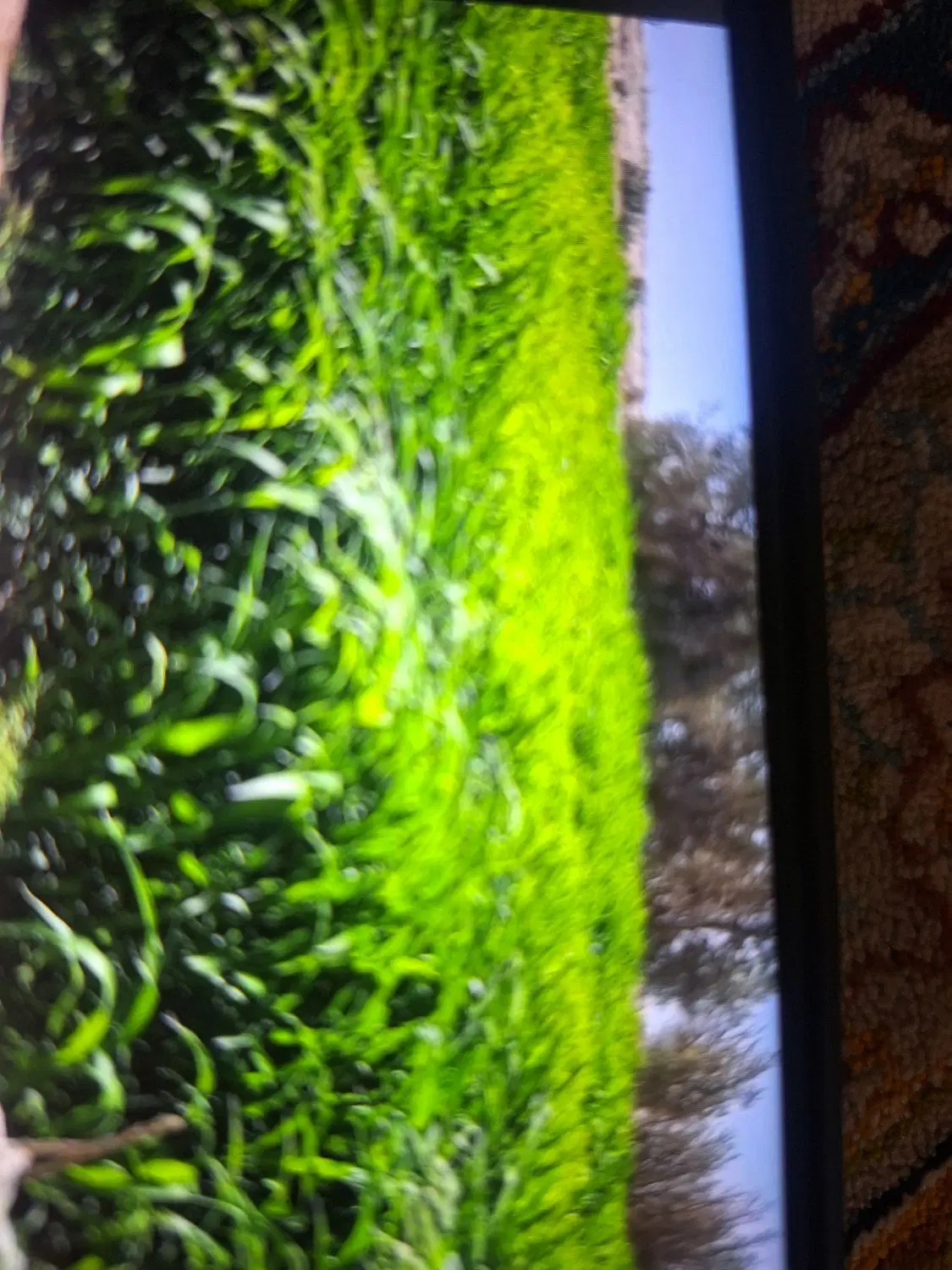 ذرت|عمده‌فروشی|زابل, |دیوار
