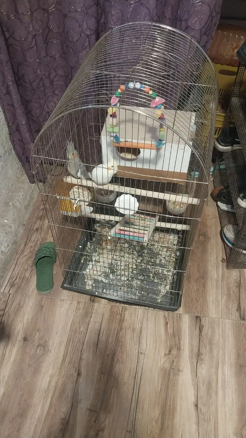 یک جفت عروس هلندی|پرنده|مشهد, محمدآباد|دیوار