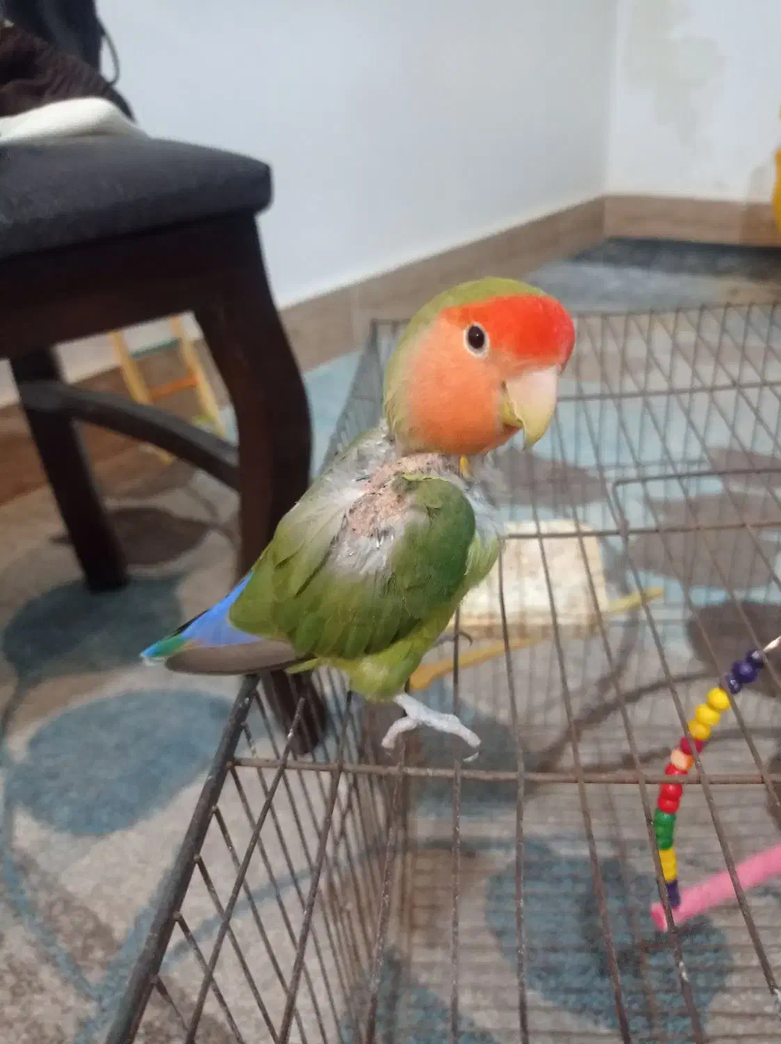 طوطی برزیلی|پرنده|رامهرمز, |دیوار