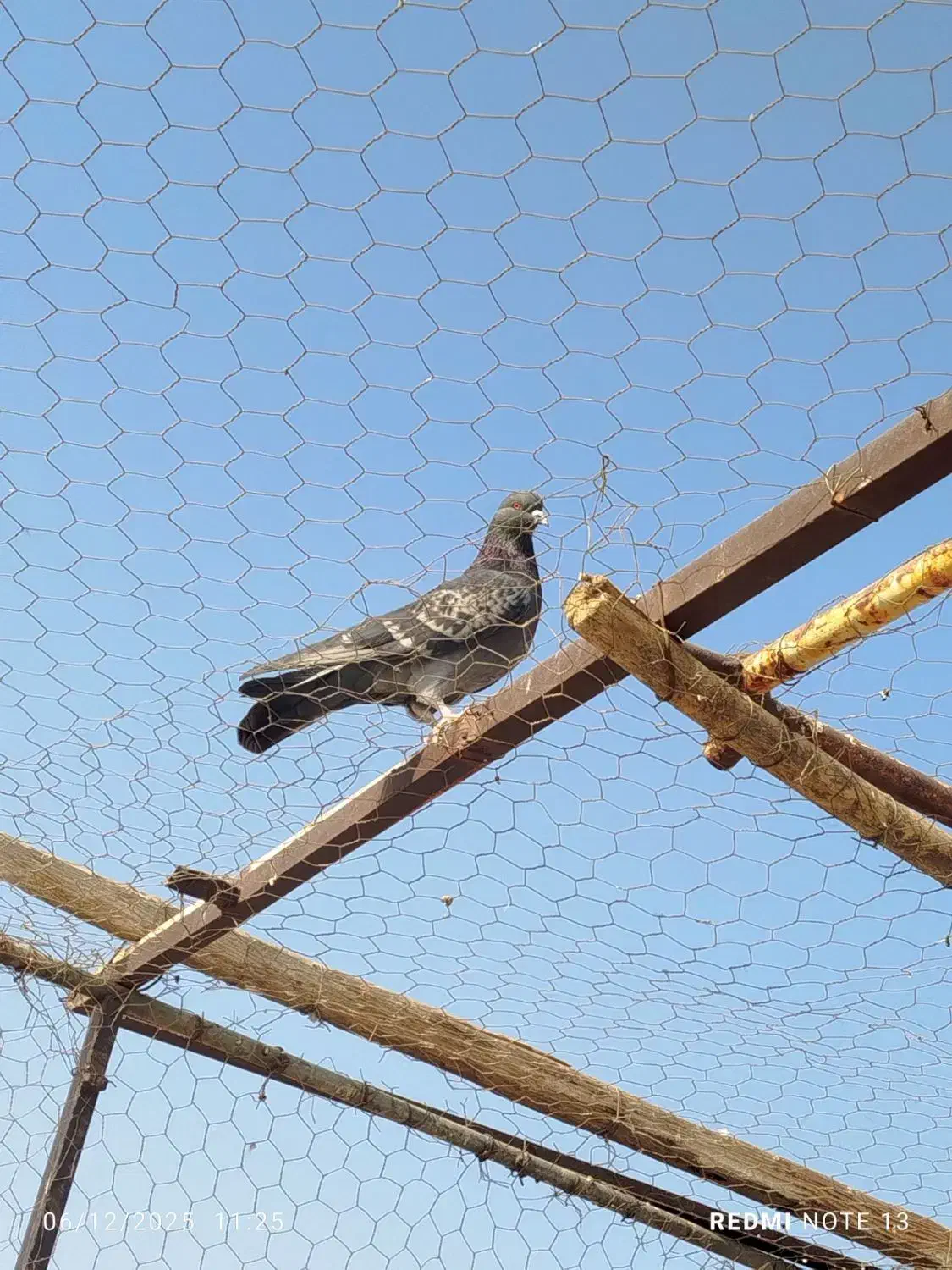 کفتر|پرنده|قم, دروازه ری|دیوار