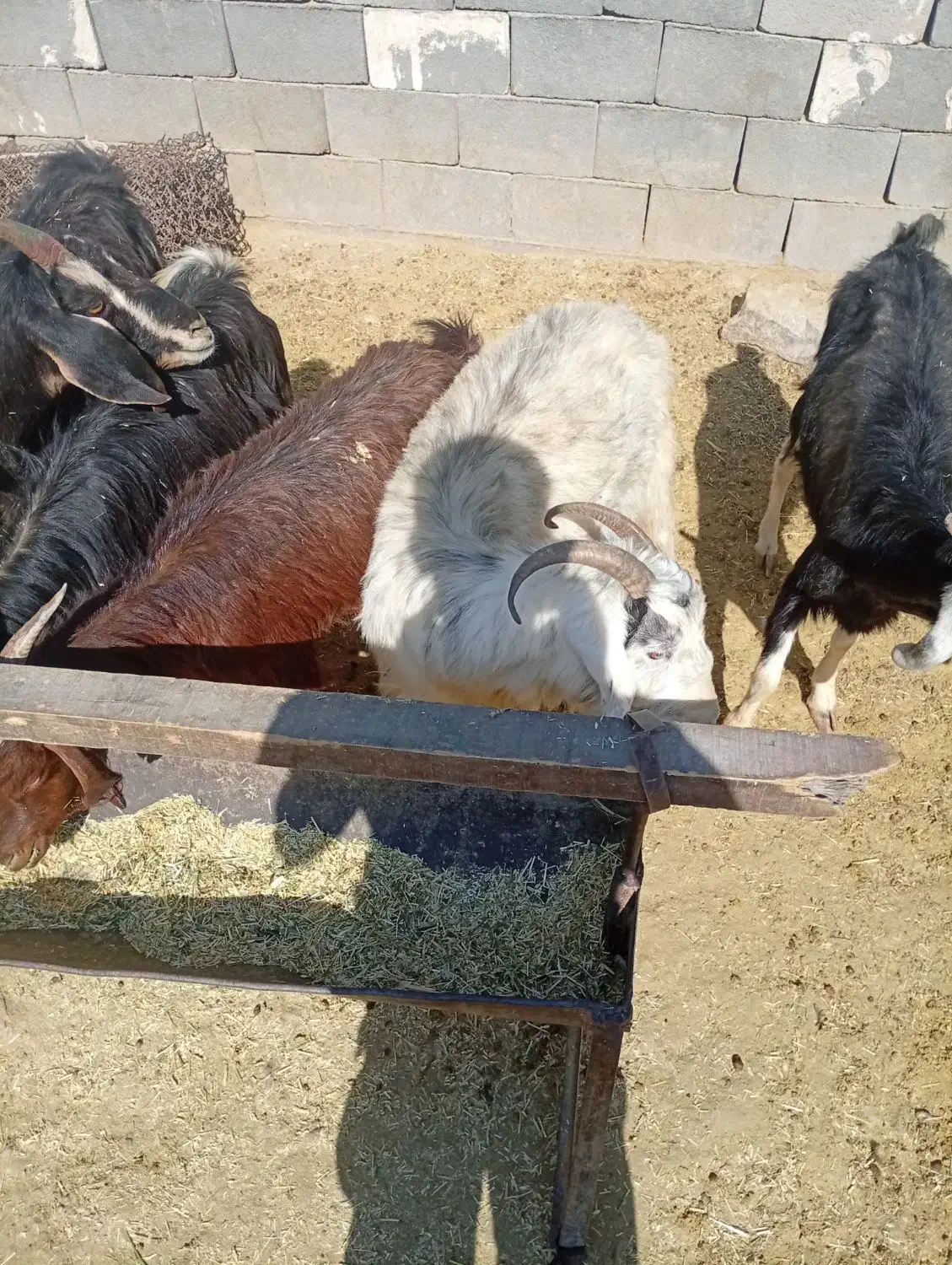 بزنیم گوشت|حیوانات مزرعه|مرودشت, ده بید|دیوار