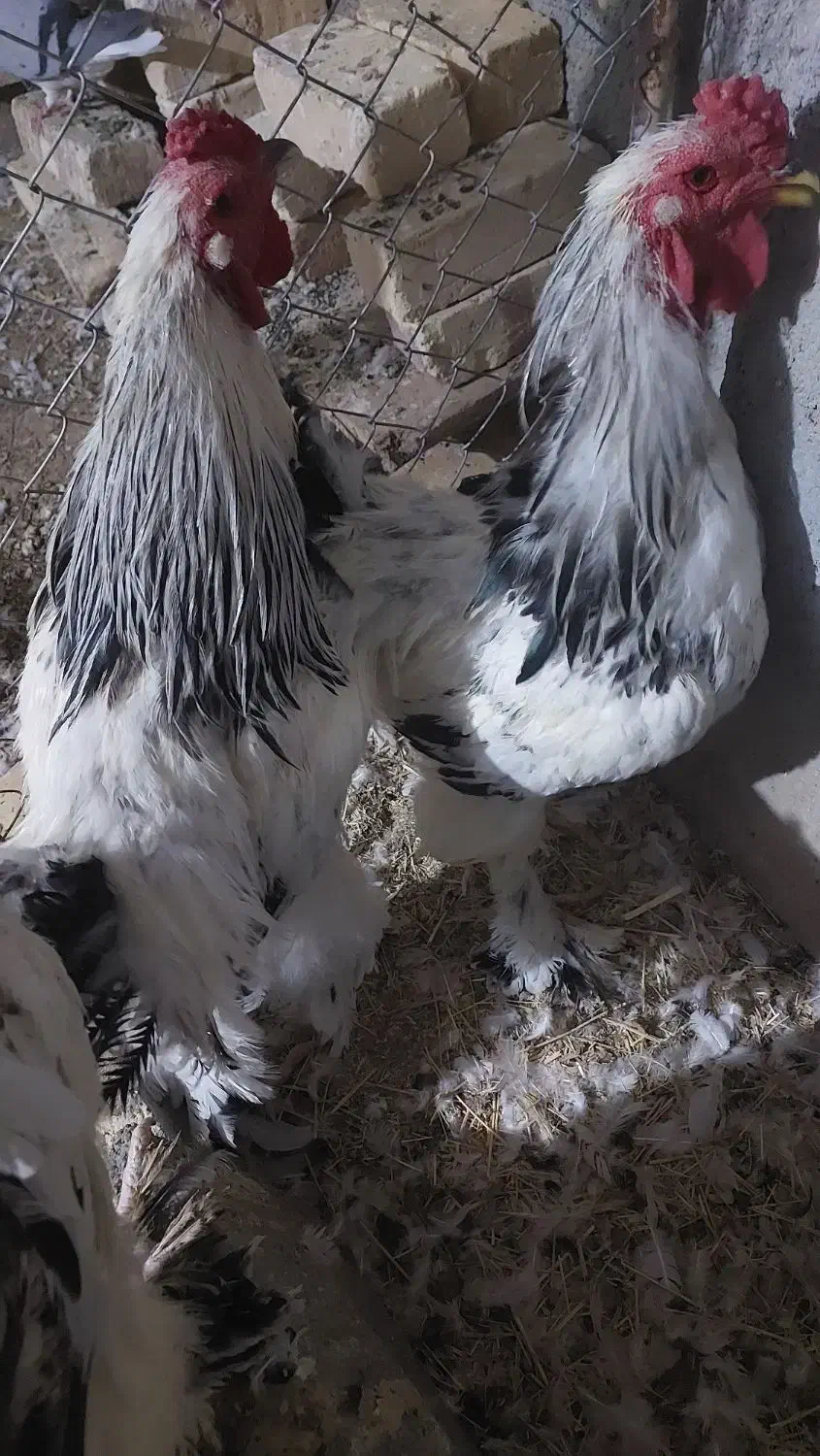 برهما|حیوانات مزرعه|سیستان, |دیوار