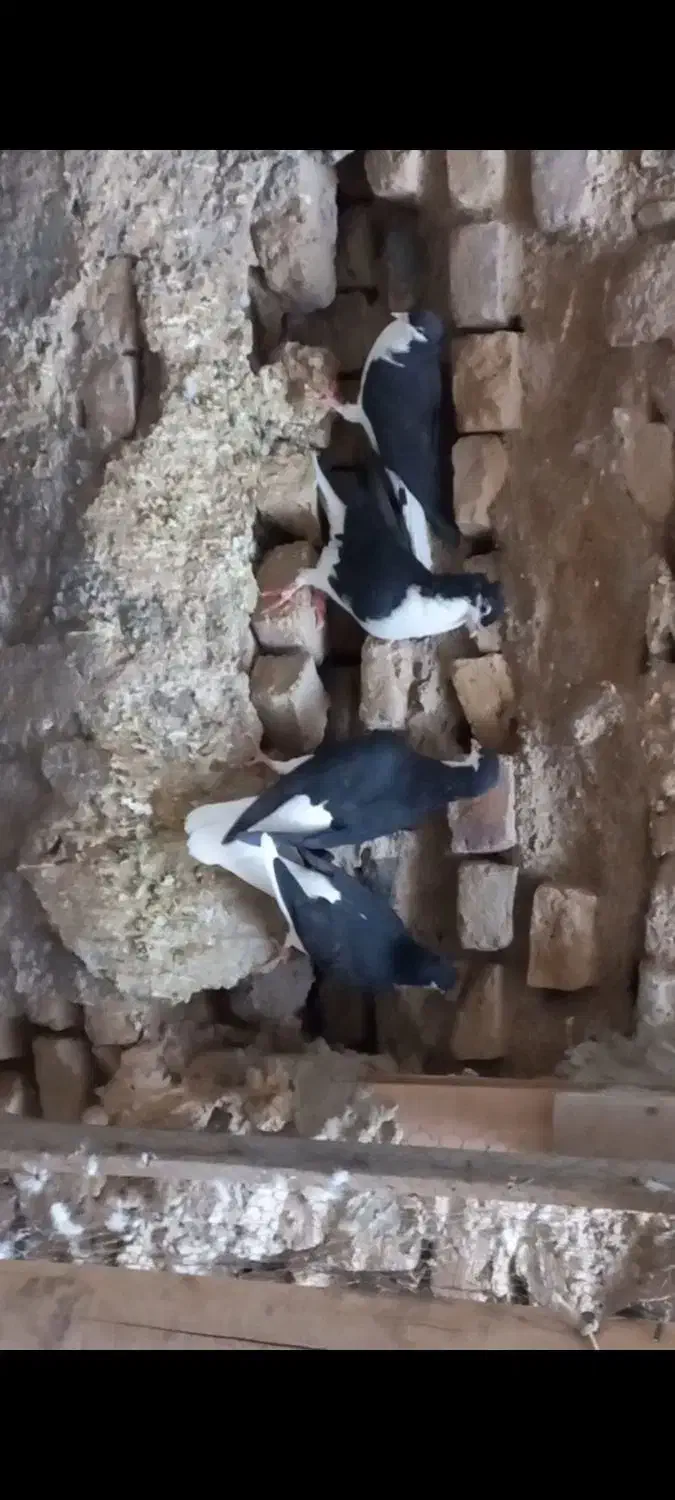 کبوتر ساده سیاه کاکلی|پرنده|تایباد, |دیوار