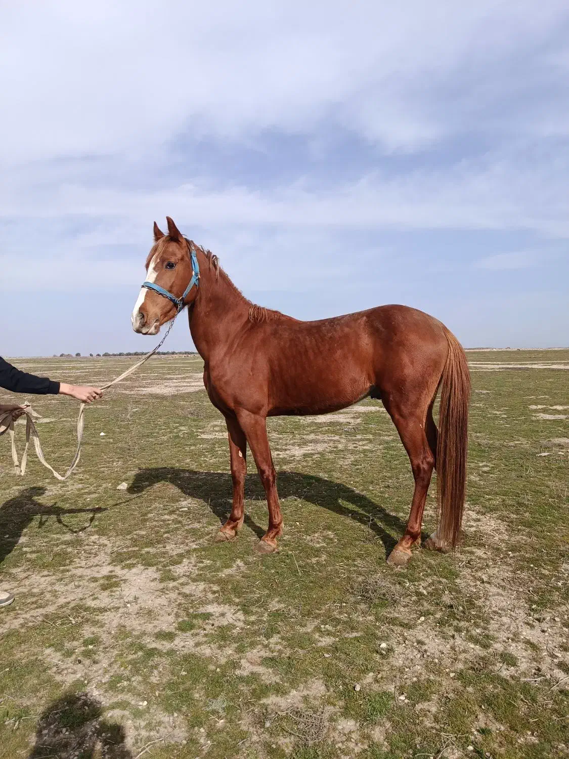 فروش  اسب|اسب و تجهیزات اسب‌سواری|گنبد کاووس, |دیوار