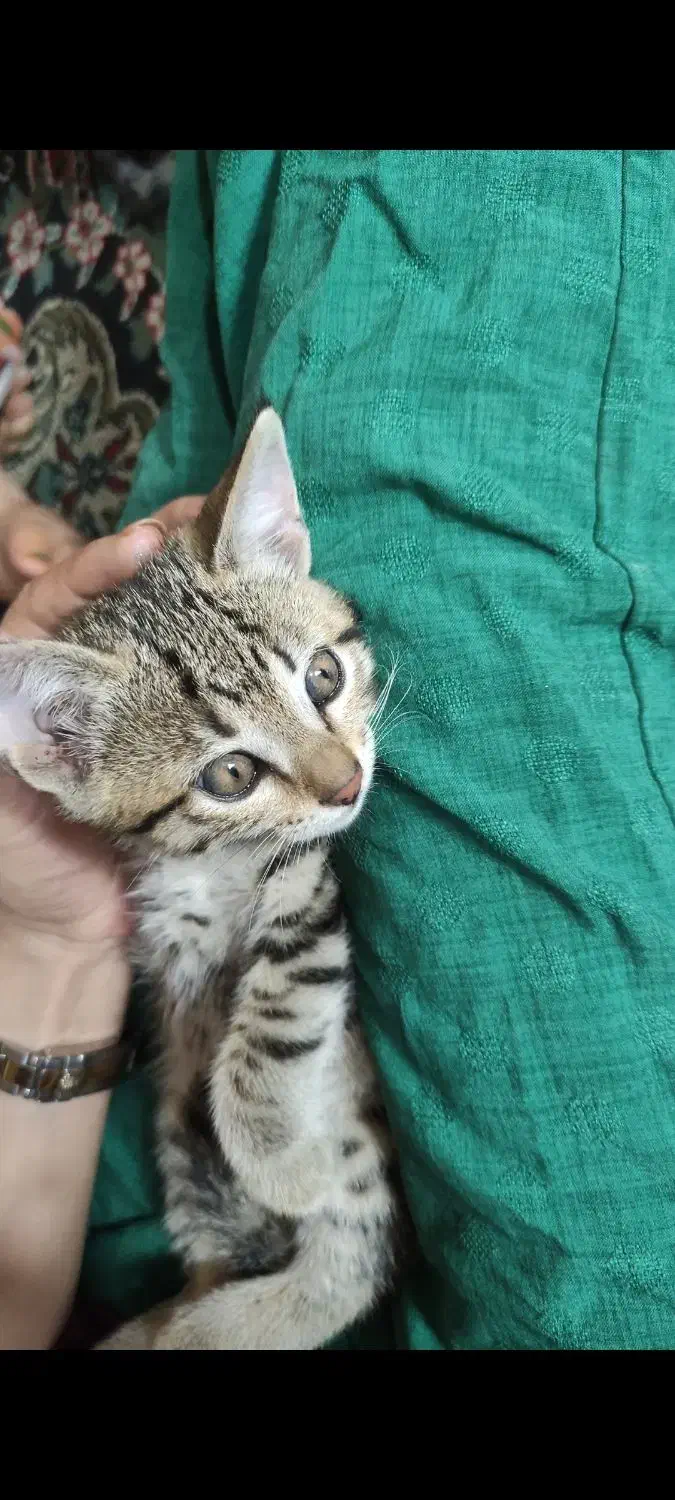 گربه کوچولو طوسی|گربه|گالیکش, |دیوار