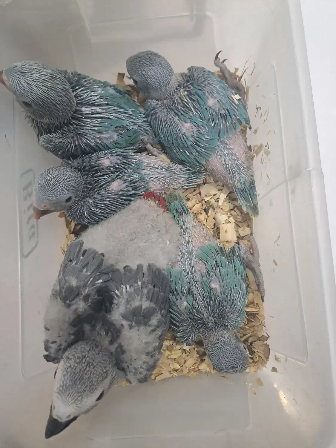 شاه طوطی . ملنگو ابی. کاسکو|پرنده|تبریز, |دیوار