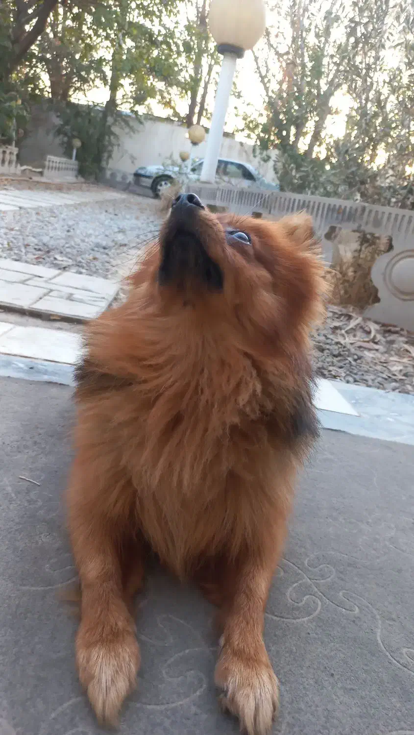 پامرانین روباهی|سگ|تهران, والفجر (افسریه)|دیوار