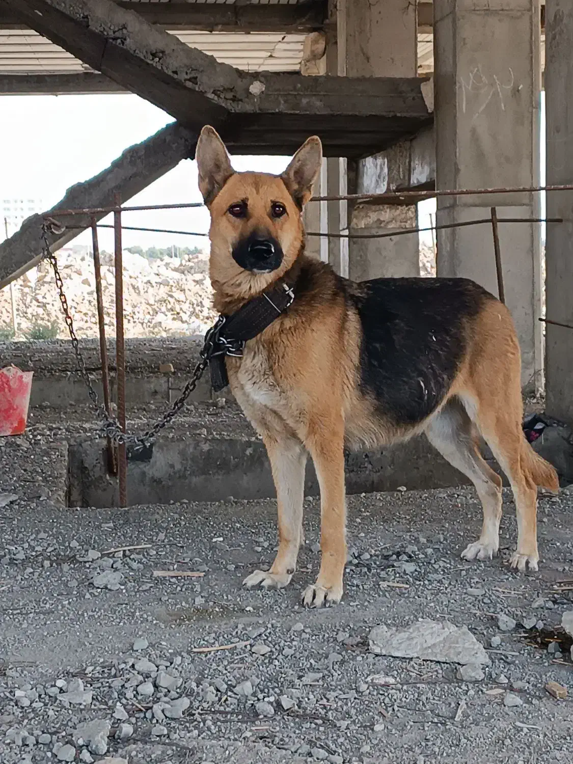 ب دلیل بی جایی و بی پولی شدید       قیمت ۵|سگ|فردیس, فرامرزیه|دیوار