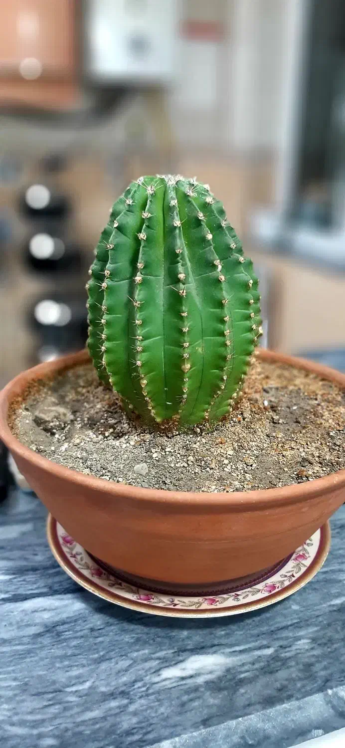 فروش کاتوس اچینو چهارساله|گل و گیاه طبیعی|سقز, |دیوار