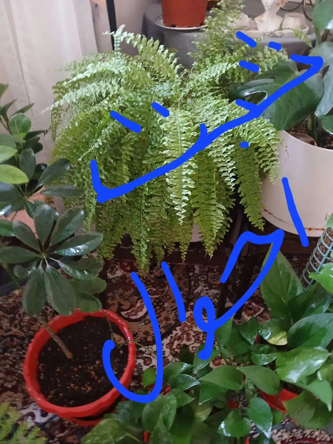 گل گیاه|گل و گیاه طبیعی|زابل, |دیوار