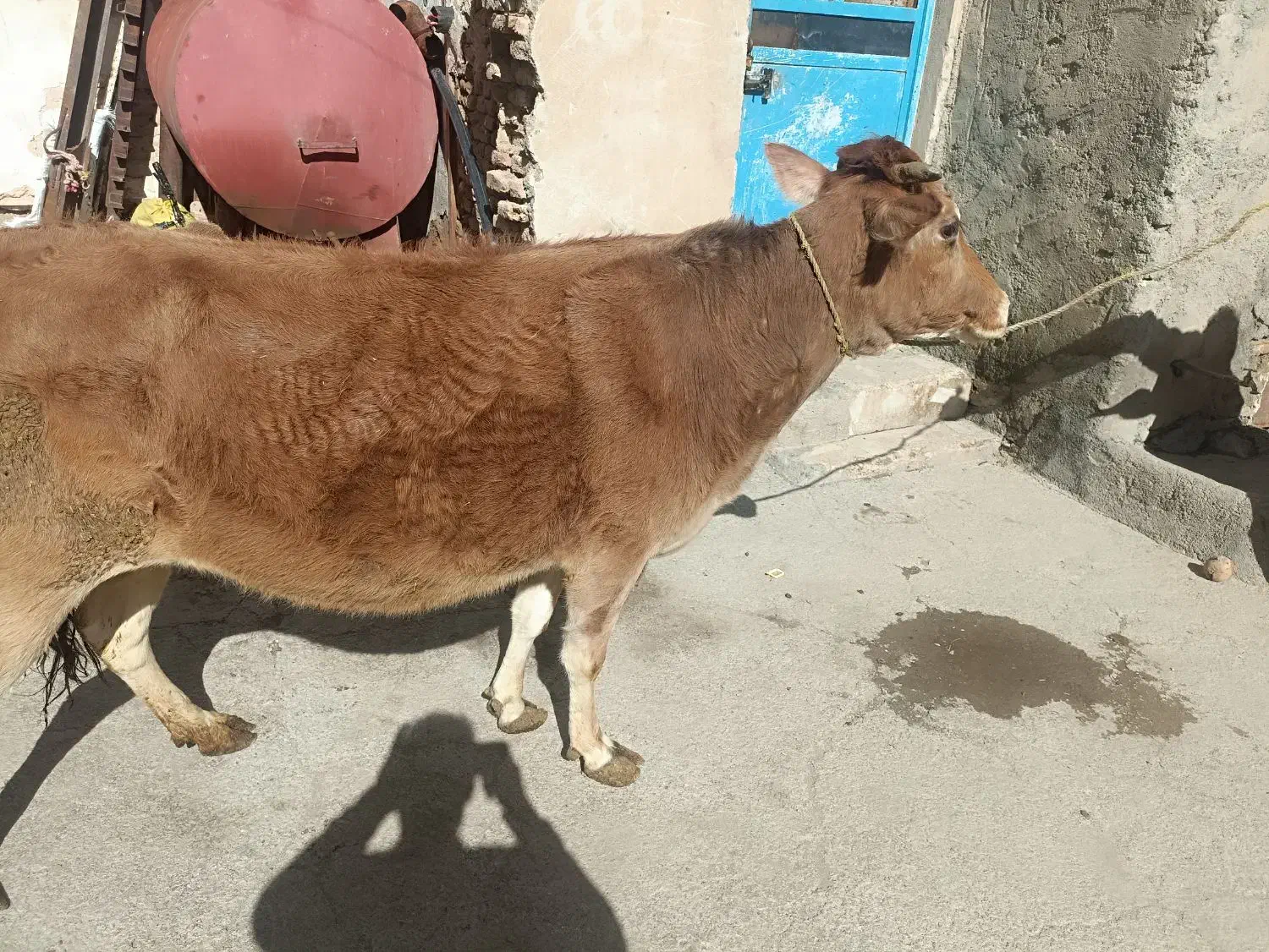 گاوآبستن|حیوانات مزرعه|دهگلان, |دیوار