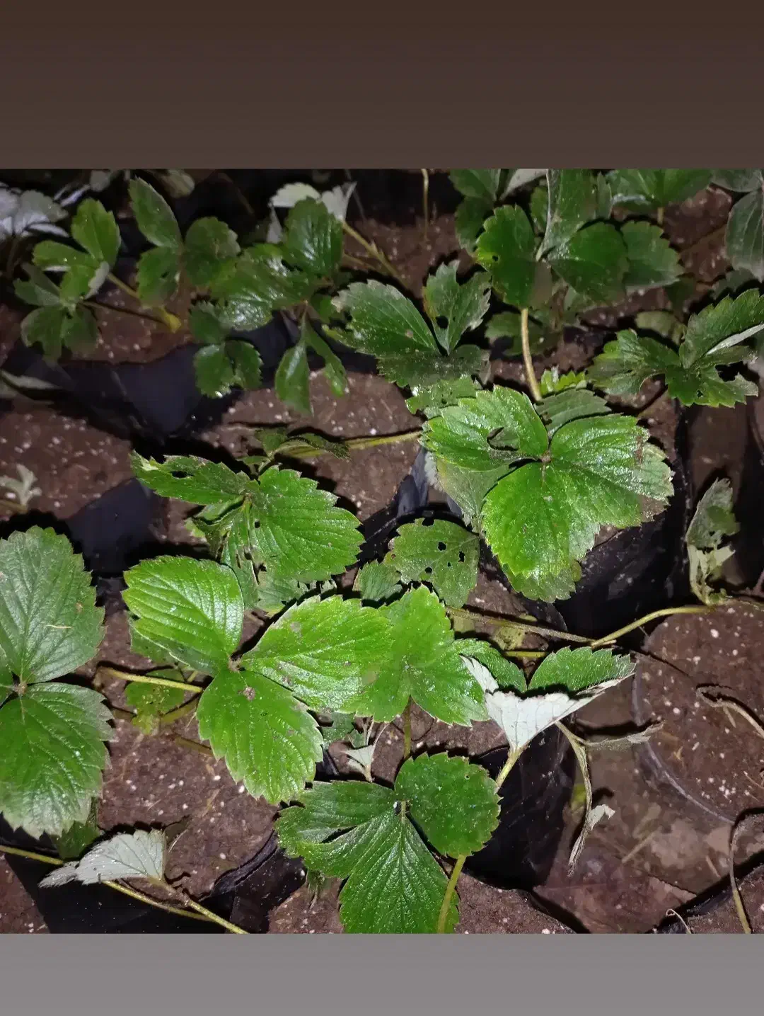 بوته توت فرنگی|گل و گیاه طبیعی|چمستان, |دیوار