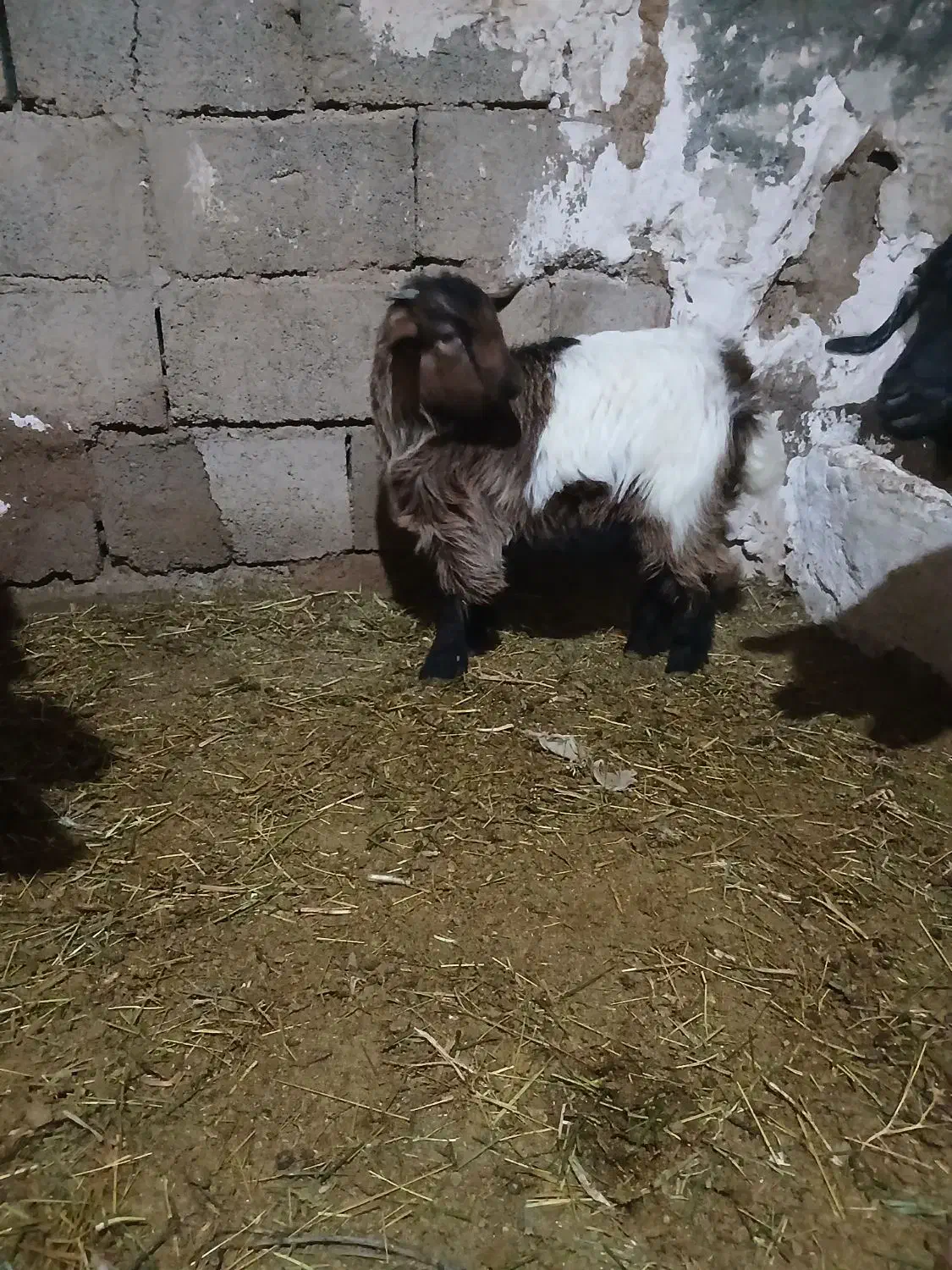 بزغاله|حیوانات مزرعه|ایجرود, |دیوار