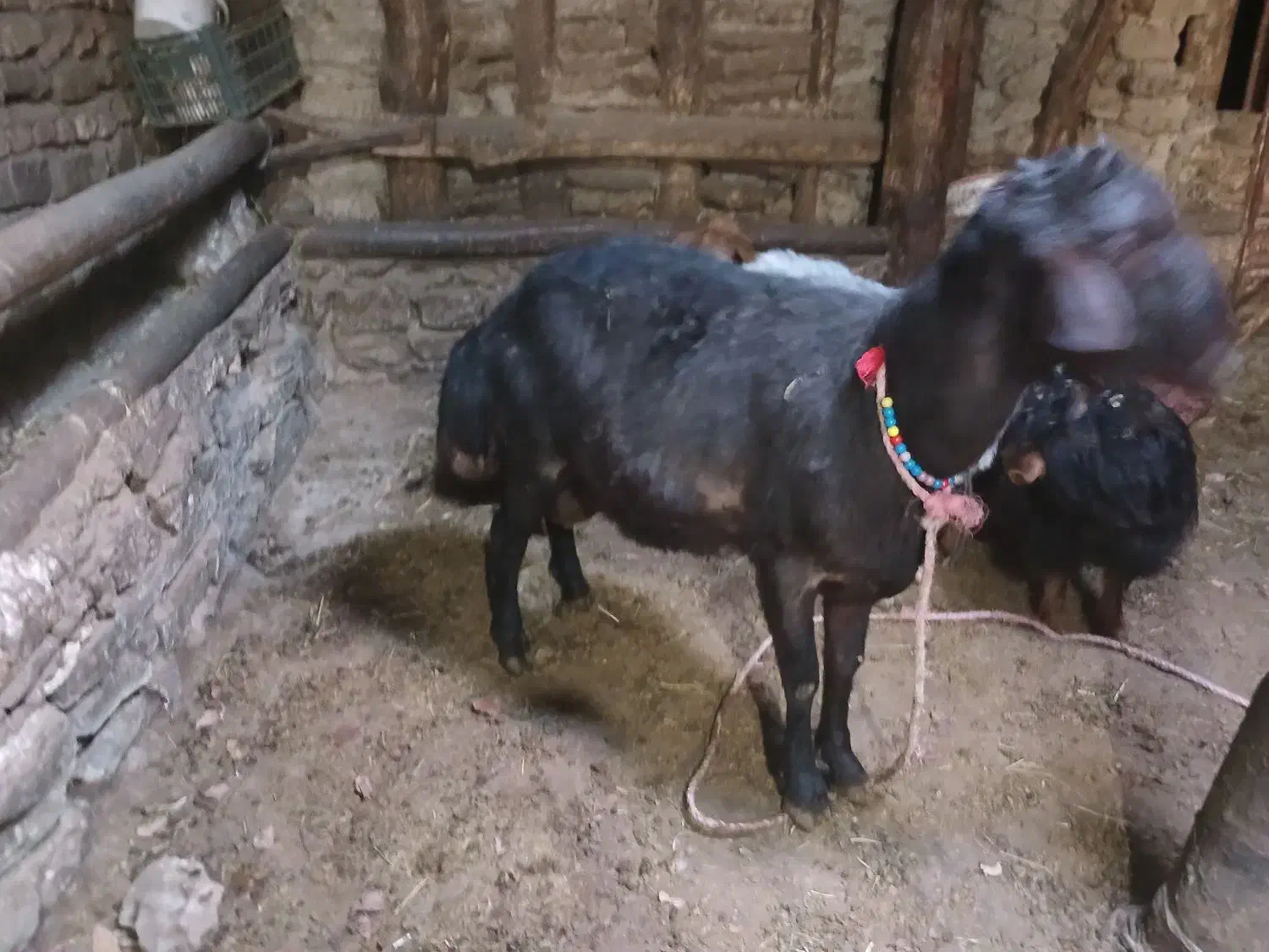 قوچ فری|حیوانات مزرعه|صوفیان, |دیوار