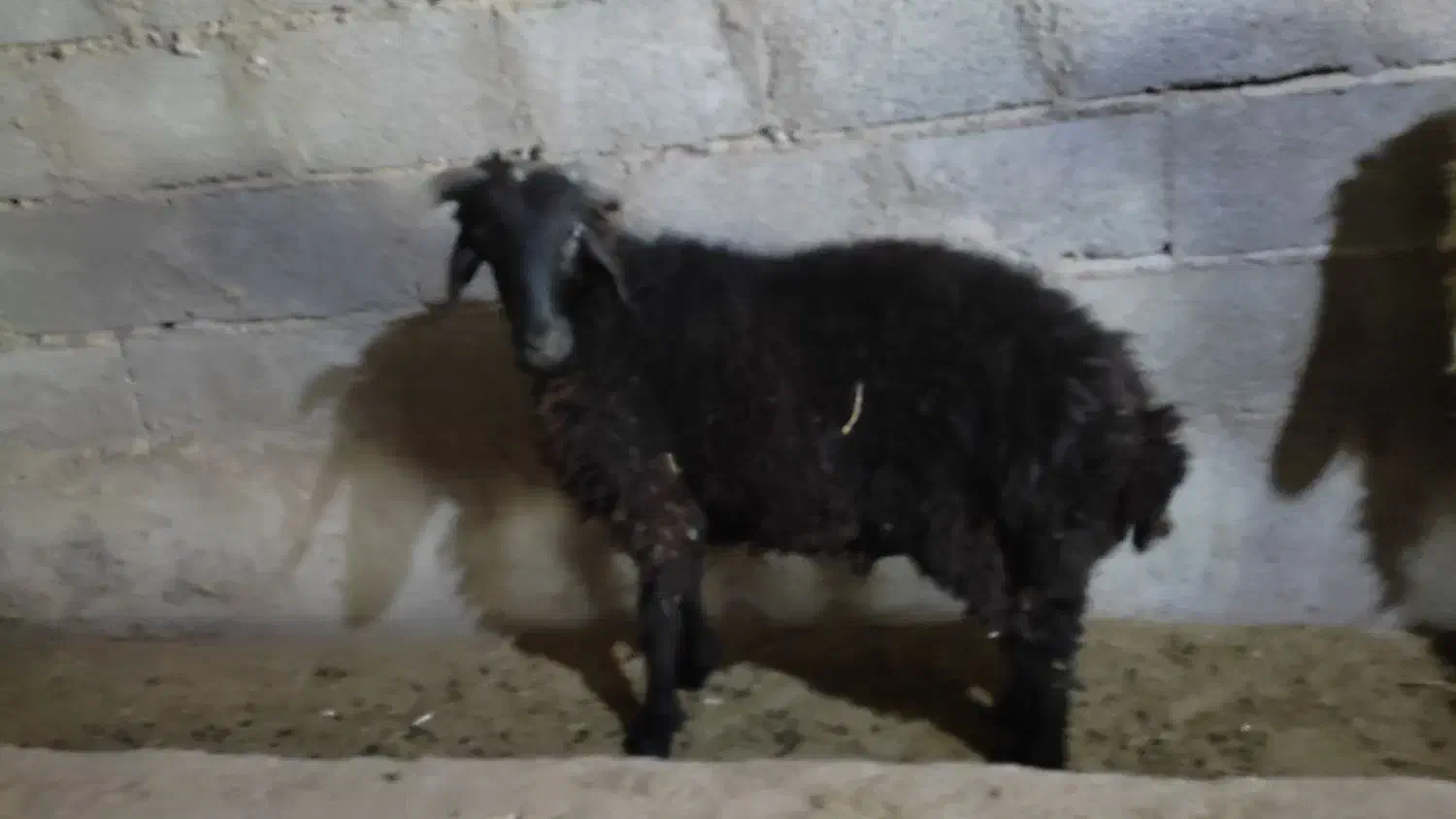 بره نر|حیوانات مزرعه|شبانکاره, |دیوار