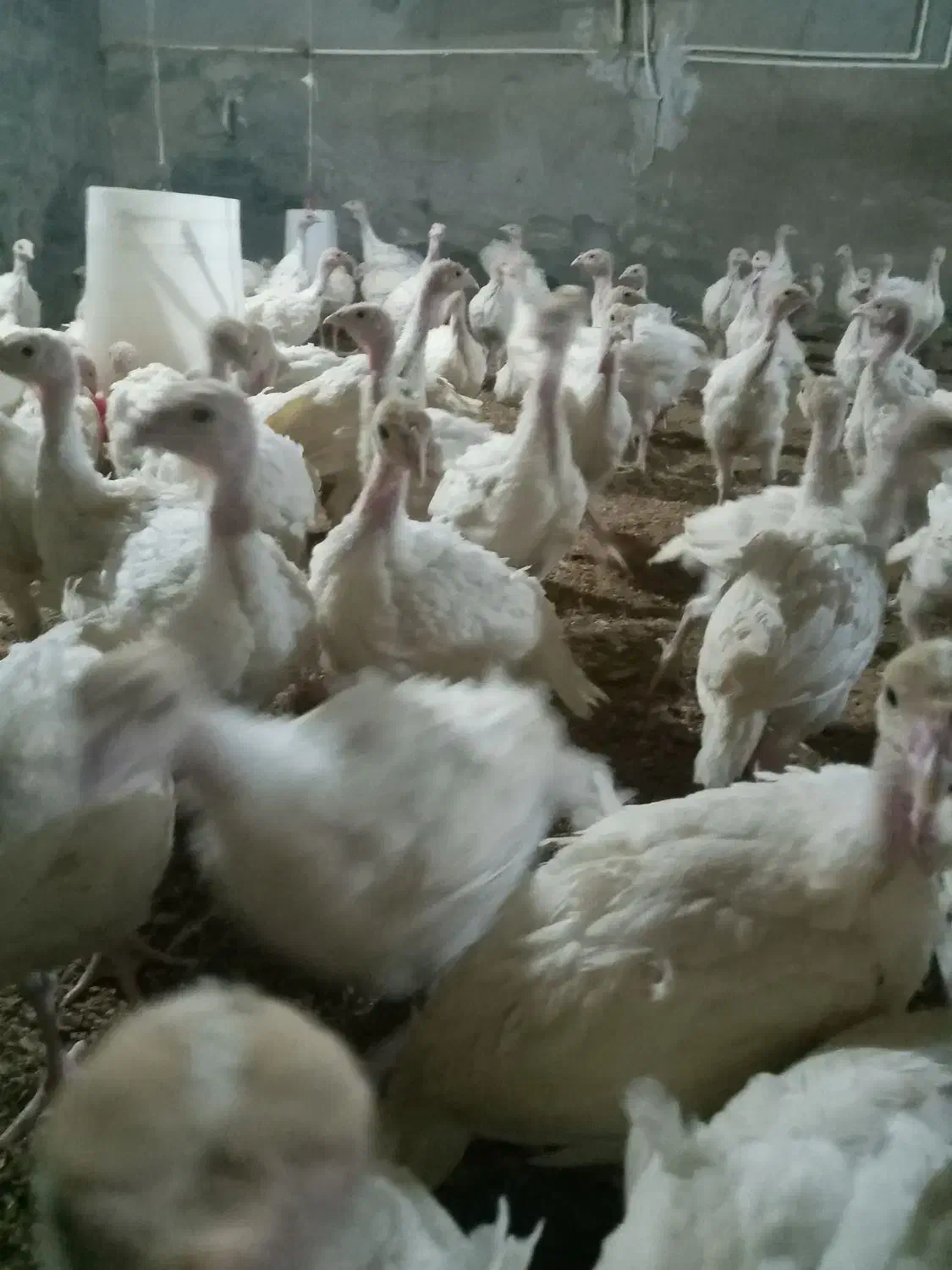 بوقلمون ۲ کیلویی|حیوانات مزرعه|مشگین شهر, |دیوار