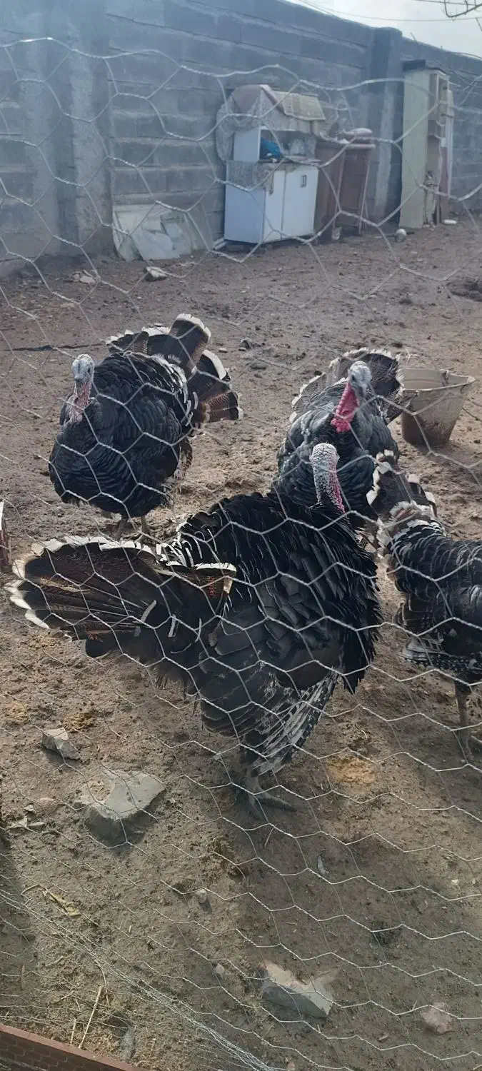 سه عدد بوقلمون محلی نر|حیوانات مزرعه|ماهیدشت, |دیوار