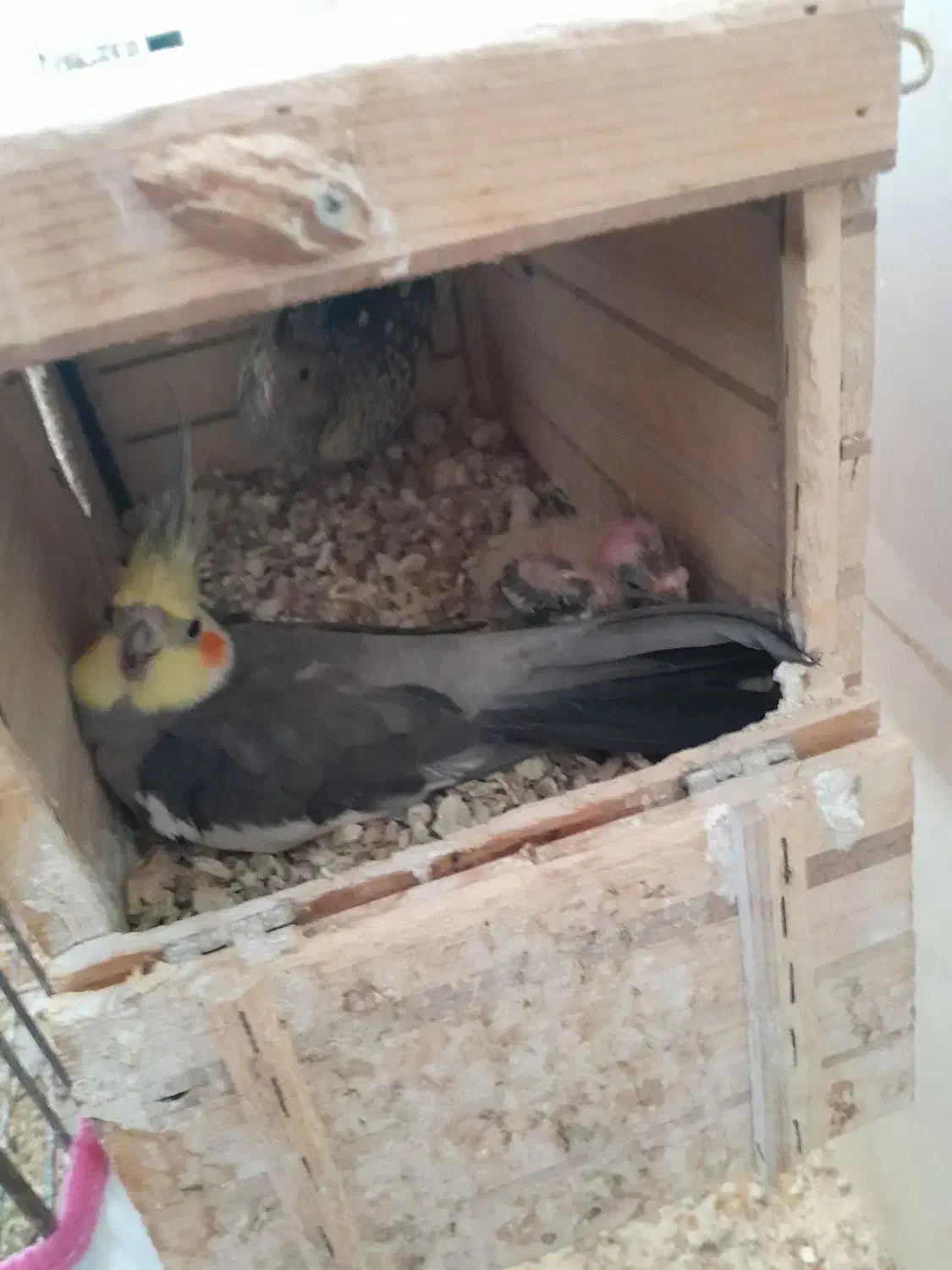 جفت عروس هلندی باجوجه|پرنده|عسلویه, |دیوار