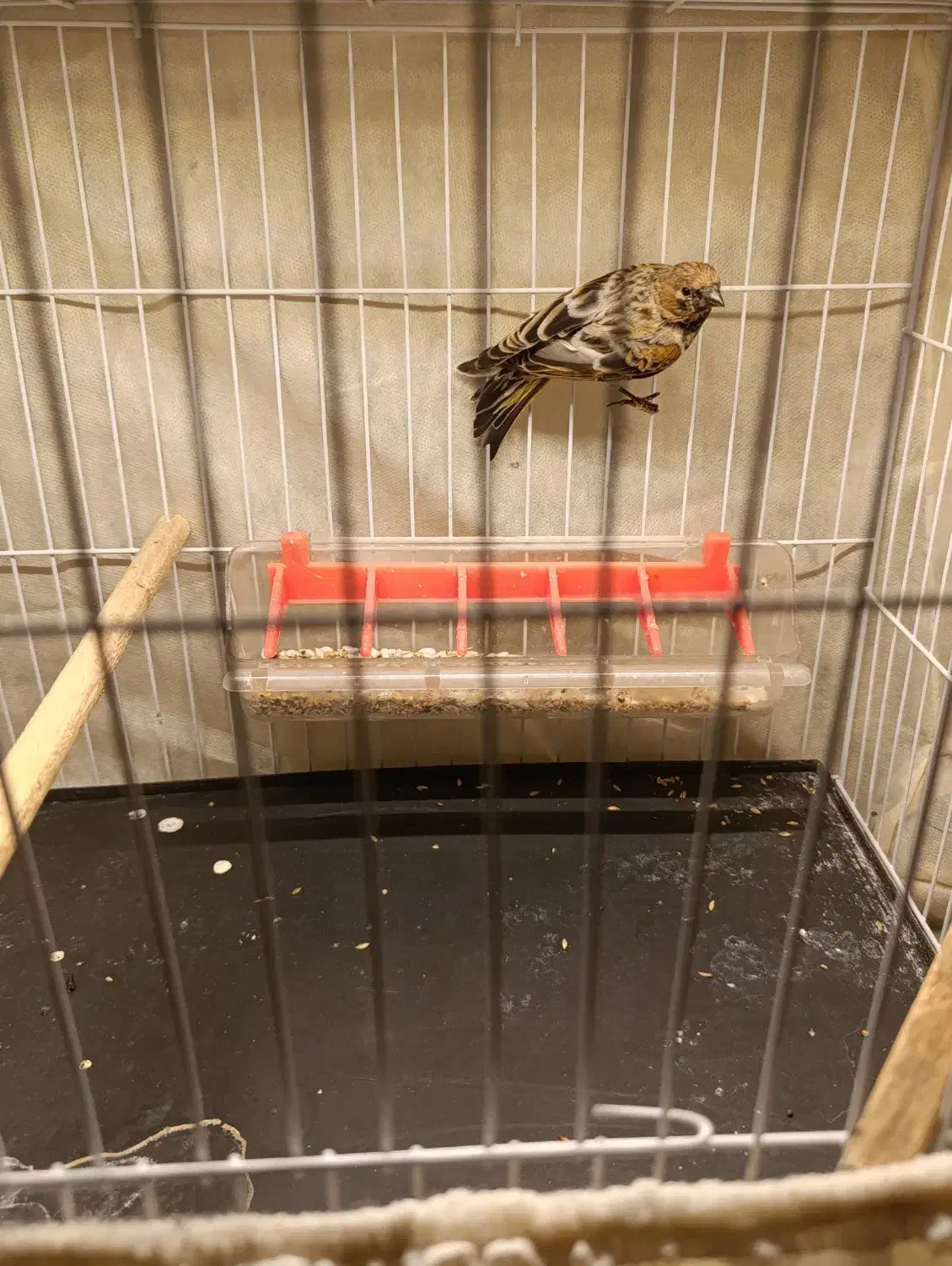 حراج بخون|حراج|زرند, |دیوار