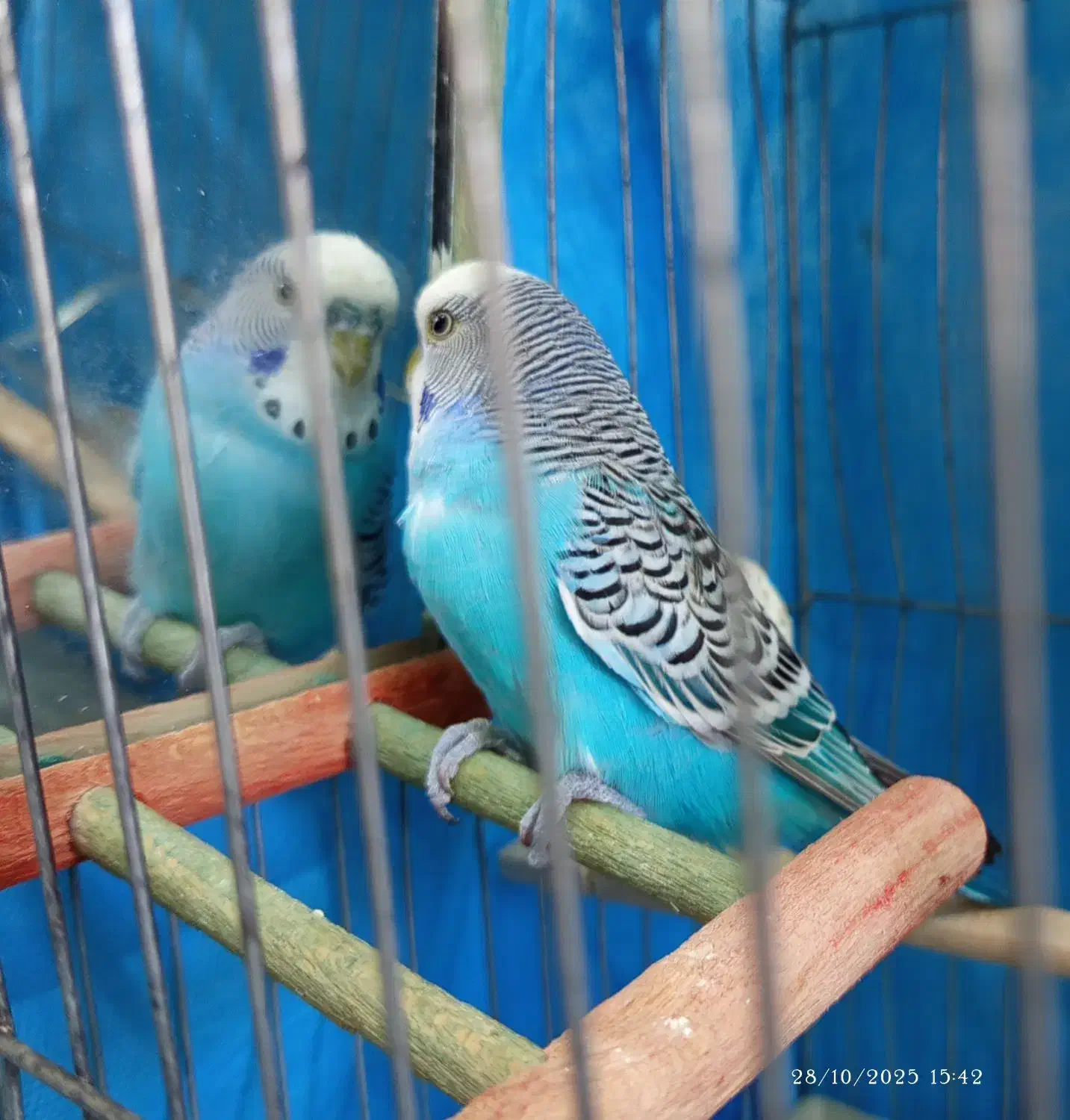 مرغ عشق|پرنده|رشت, یخسازی|دیوار