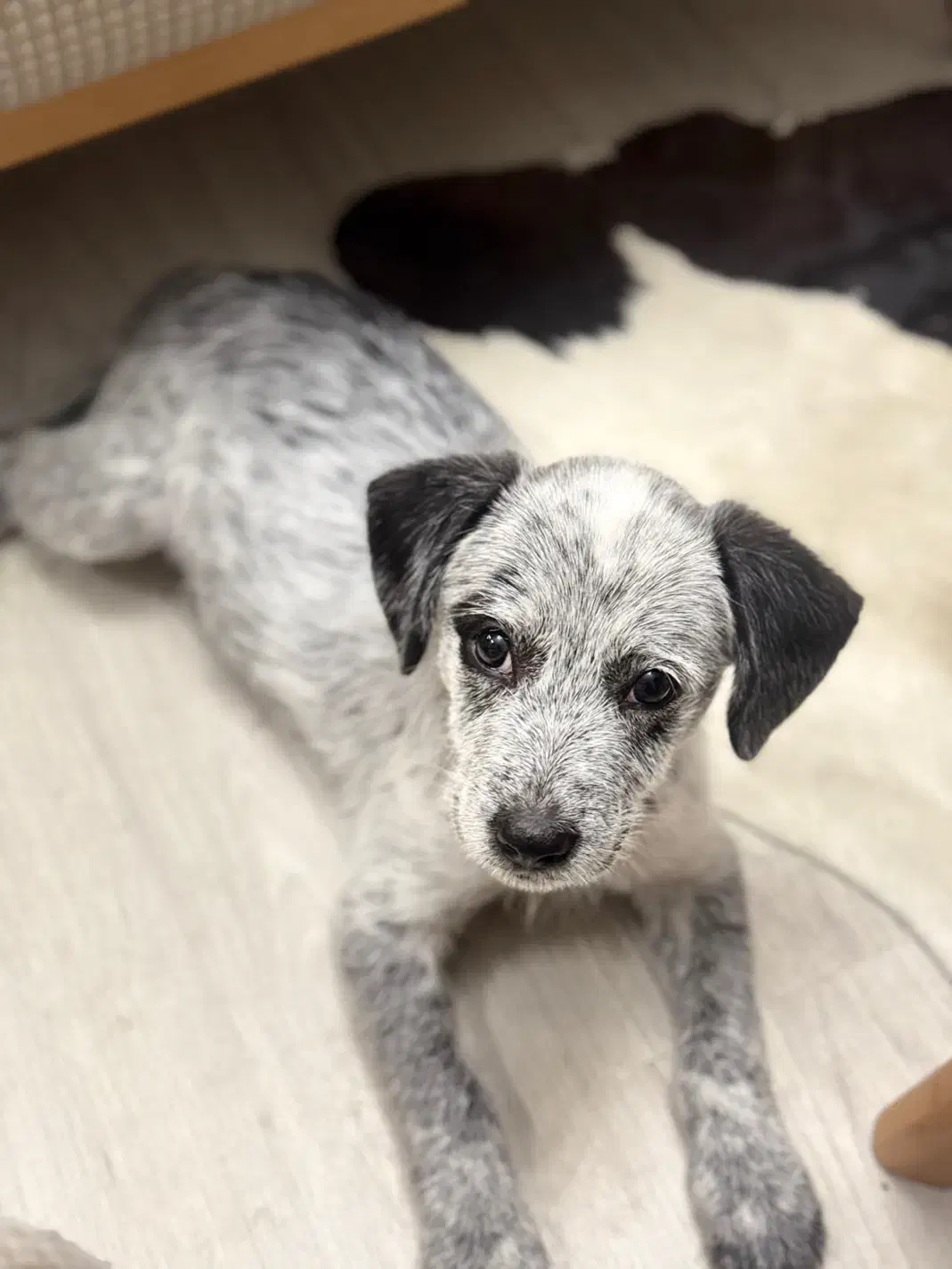 واگذاری سگ|سگ|تهران, نارمک جنوبی|دیوار