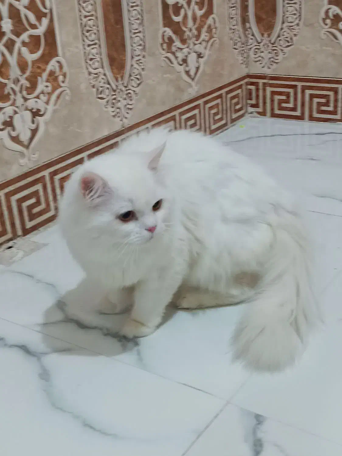 گربه پرشین|گربه|آبادان, |دیوار