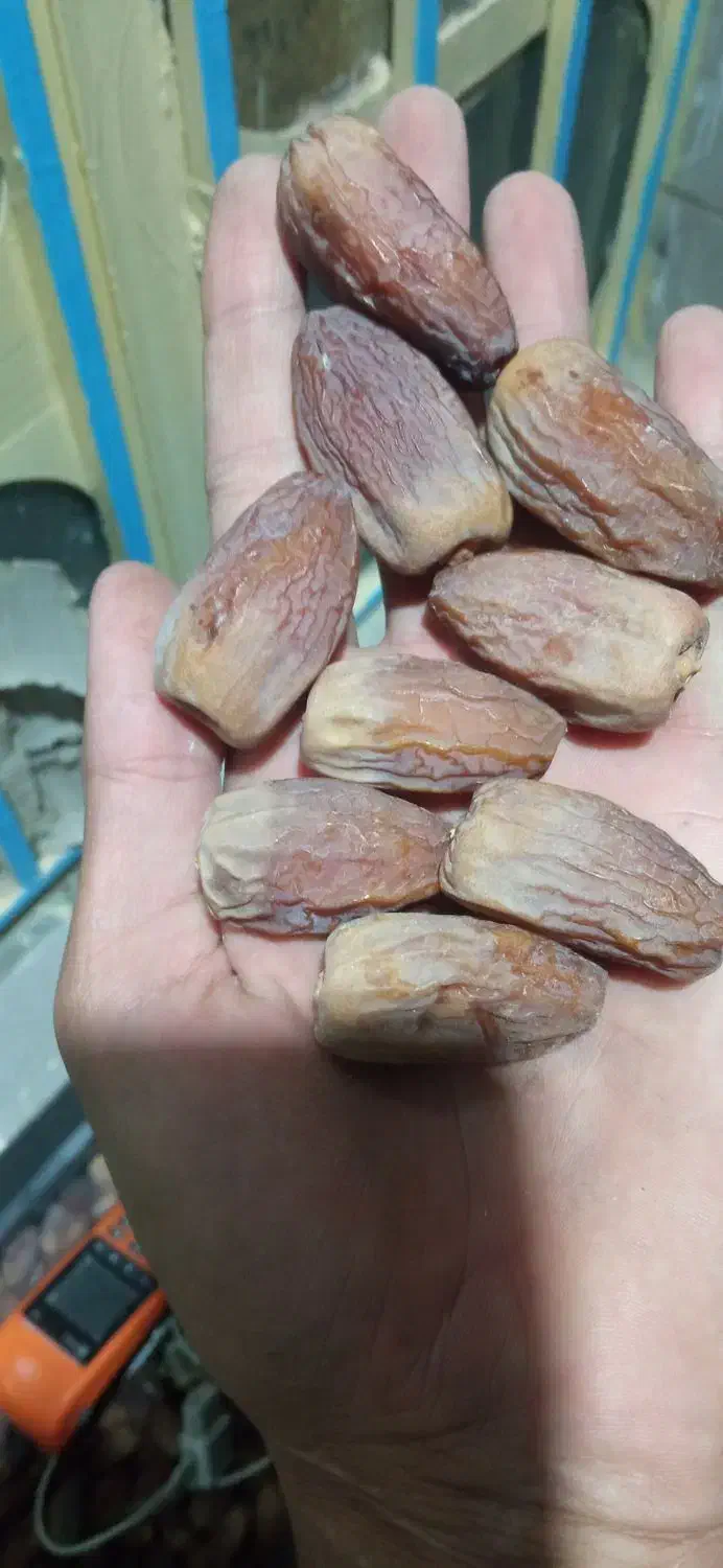 خرما مجول وپیارم|خوردنی و آشامیدنی|فسا, |دیوار