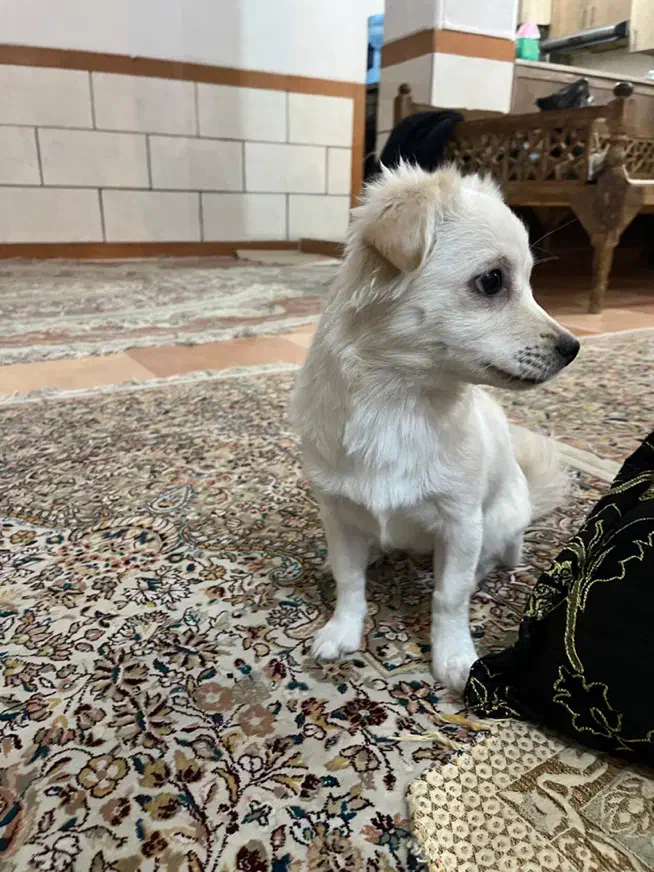 سگ پامر اشپیتز|سگ|کرمان, |دیوار