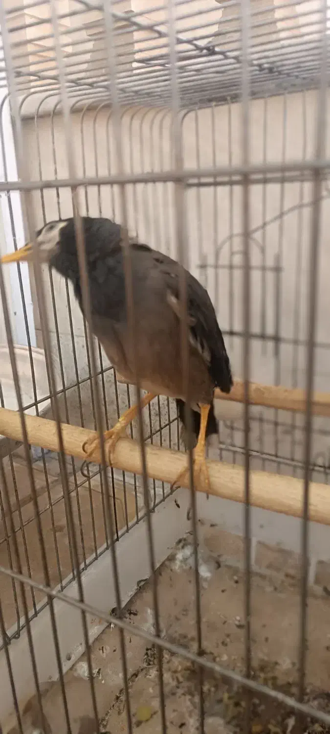 مرغ مینا|پرنده|ملایر, |دیوار