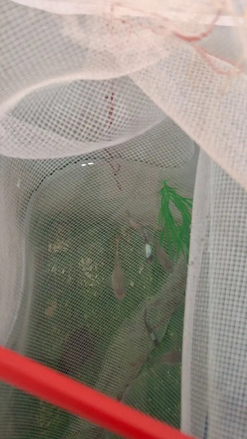 گوپی یک ماه بیگ ایر|ماهی|مشکین‌دشت, |دیوار