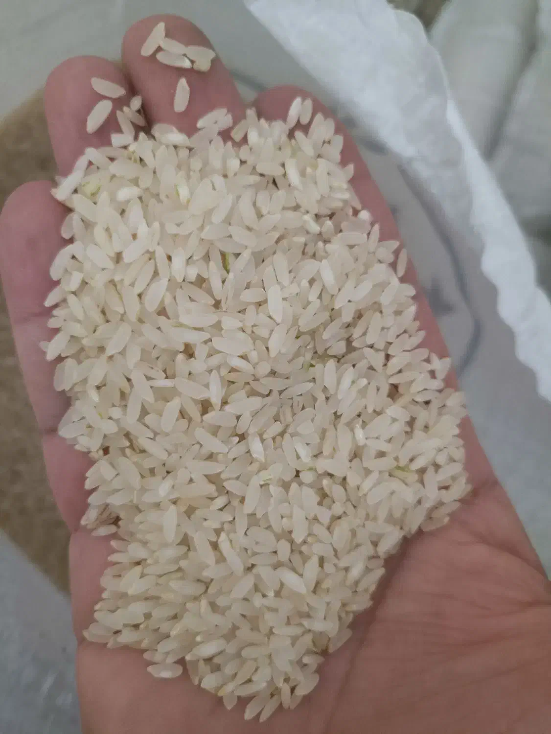برنج کامفیروزی درجه یک به شرط قیمت 255|خوردنی و آشامیدنی|شیراز, شهدای شهرک سعدی|دیوار