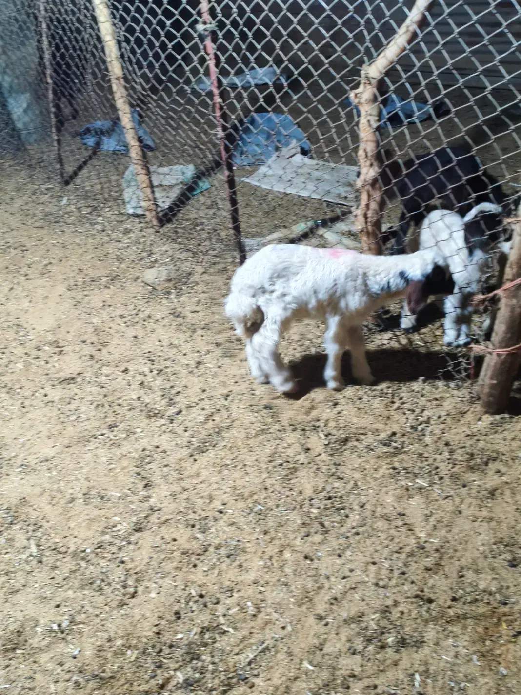 بره شیر خوار|حیوانات مزرعه|کارزان, |دیوار