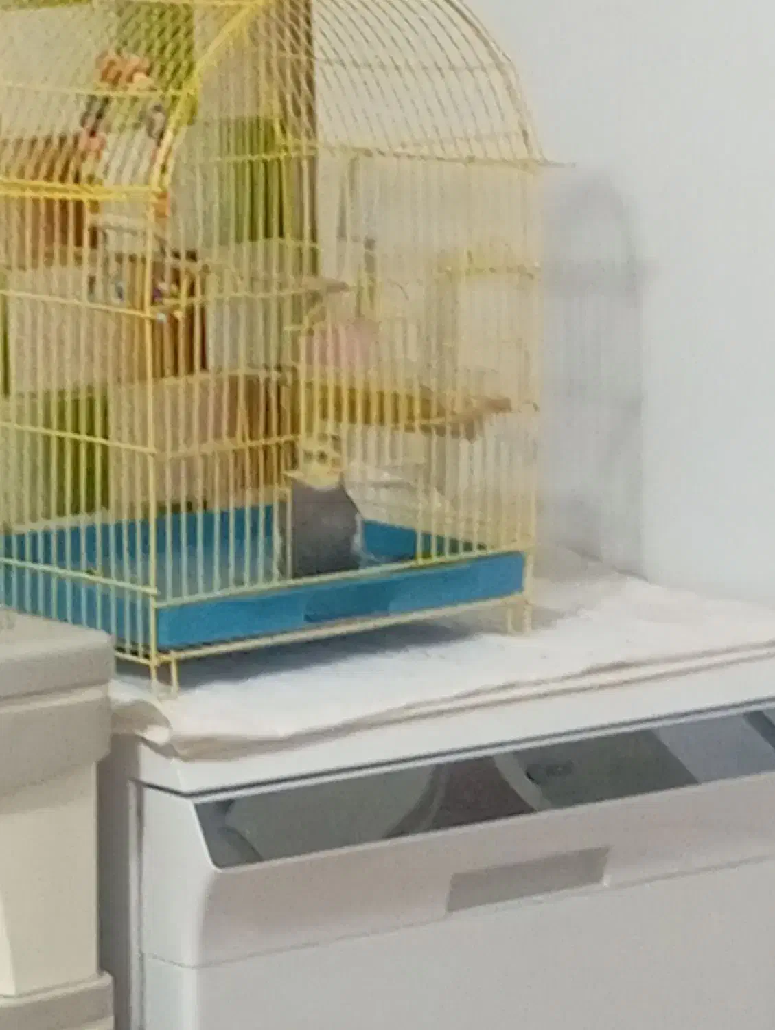 طوطی سخنگو|پرنده|پیرانشهر, |دیوار