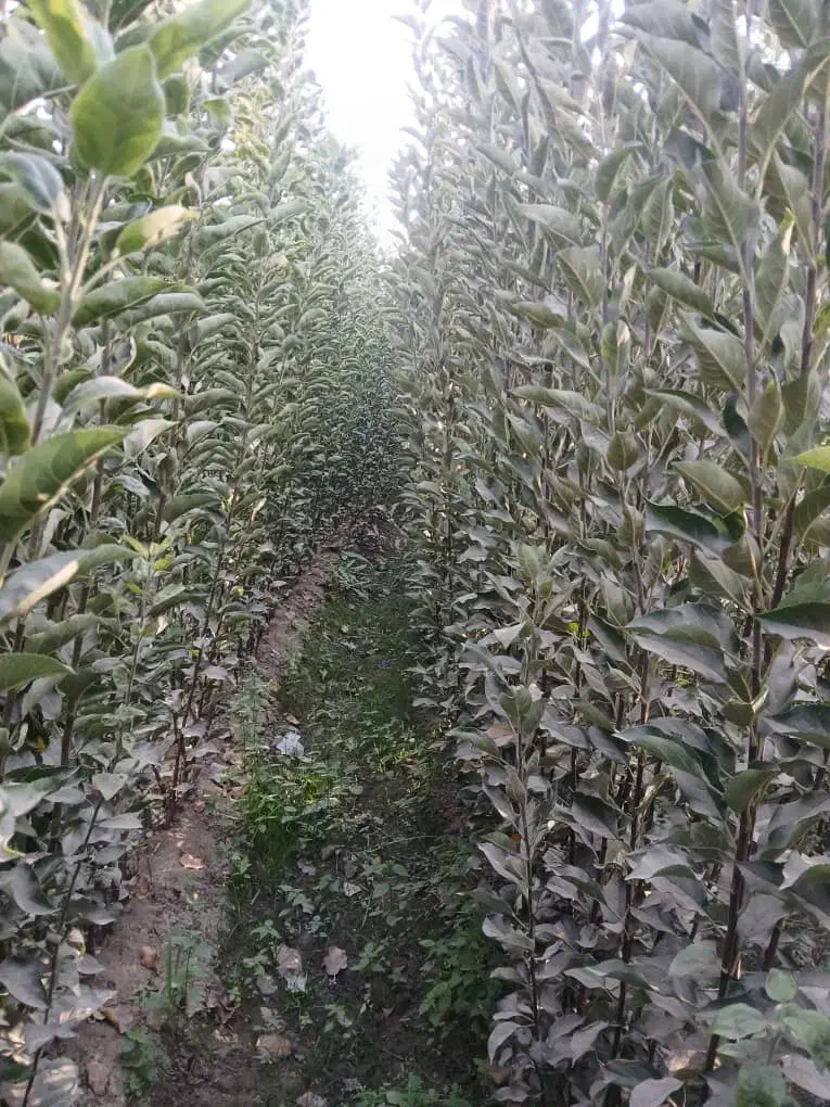 فروش نهال مثمر.زینتی.تجاری|خدمات باغبانی و درختکاری|فلاورجان, |دیوار