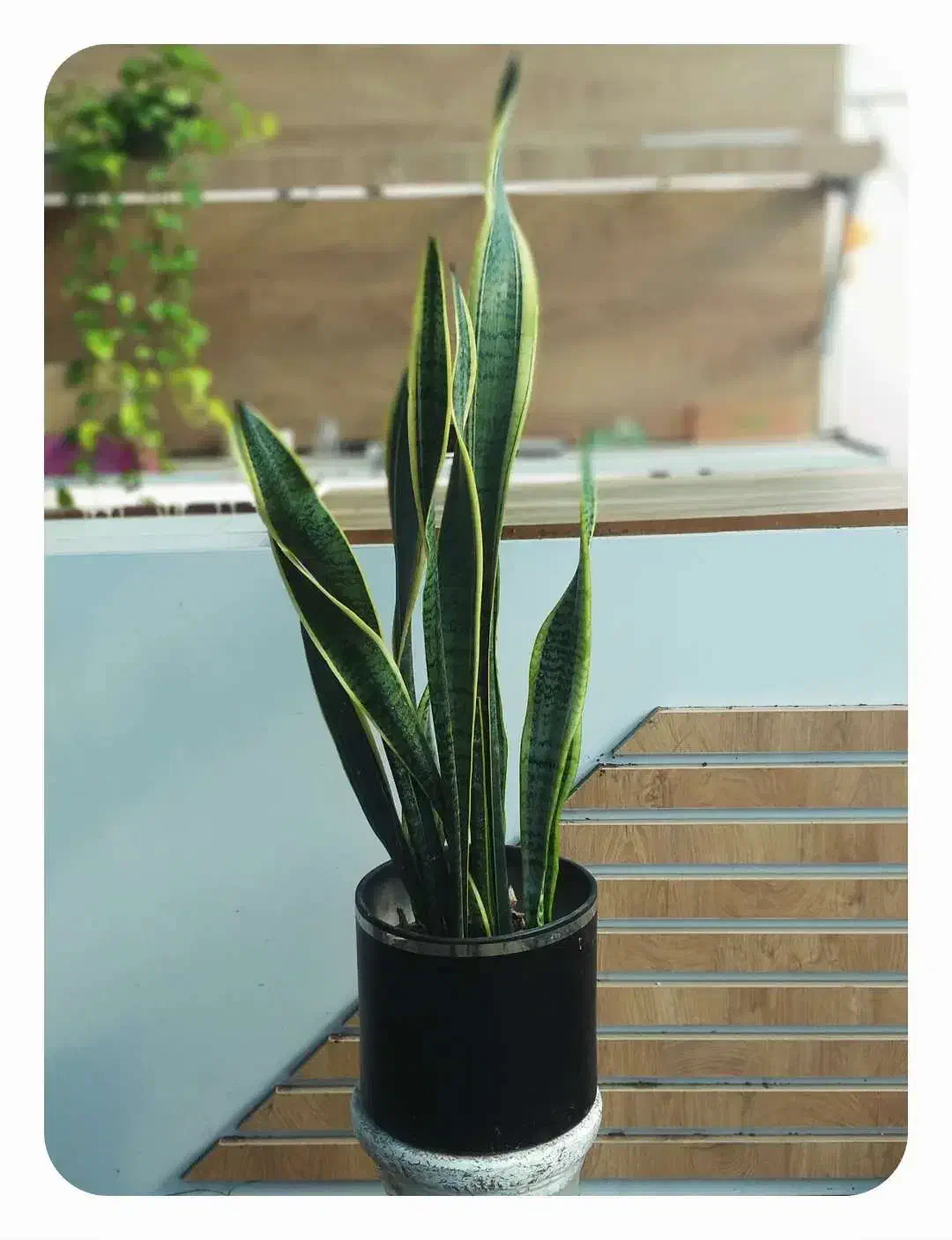 گیاه سانسوریا ابلق|گل و گیاه طبیعی|رودسر, |دیوار