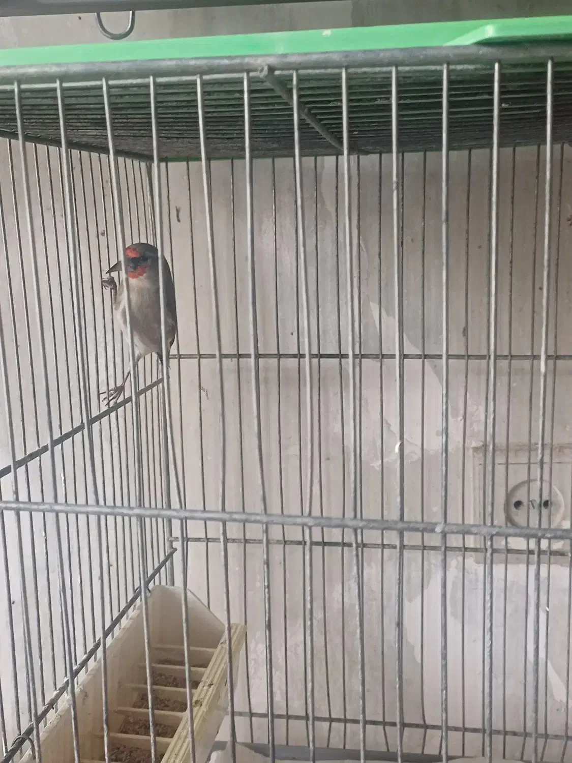 ماده سهره رام معاوضه با قناری|پرنده|کرمان, |دیوار