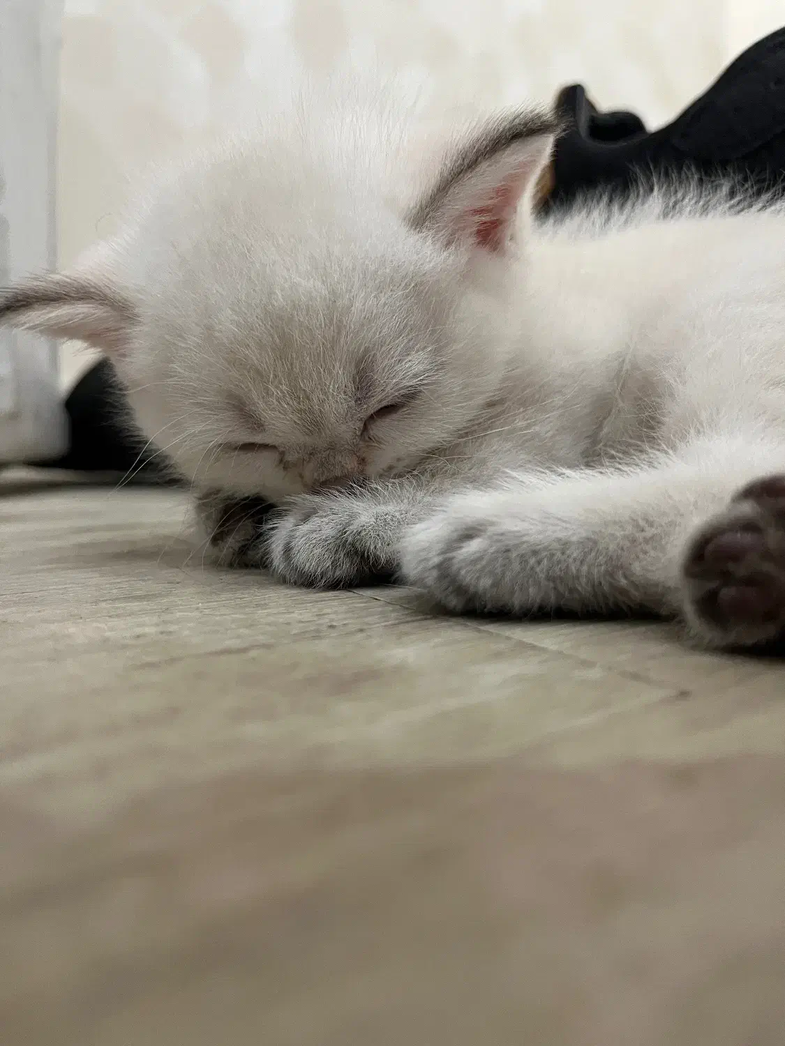 بچه گربه بریتیش اسکاتیش|گربه|کرج, گوهردشت|دیوار