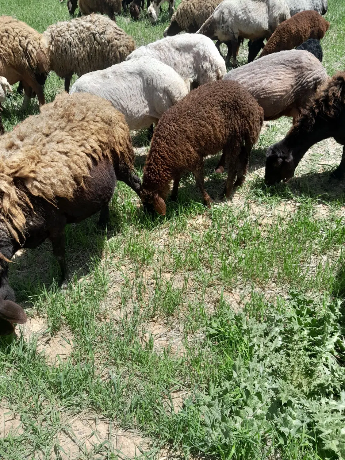 بره|حیوانات مزرعه|دهگلان, |دیوار