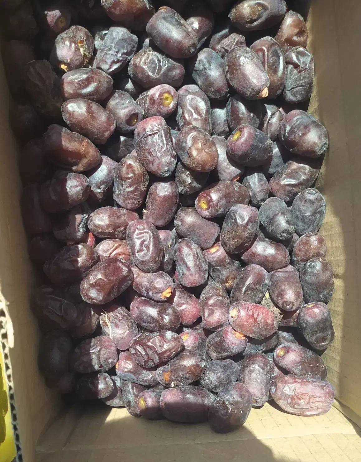 فروشخرما|خوردنی و آشامیدنی|ریگان, |دیوار