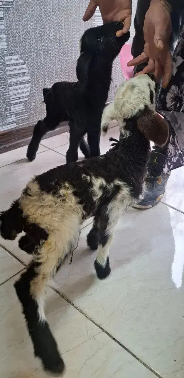 بزدوقلو زا بادوتا کهره و دوعدد بره شیری|حیوانات مزرعه|کرمان, |دیوار