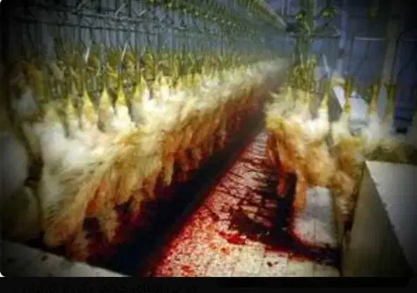 کشتارگاه مرغ|استخدام صنعتی، فنی، مهندسی|کرمانشاه, |دیوار