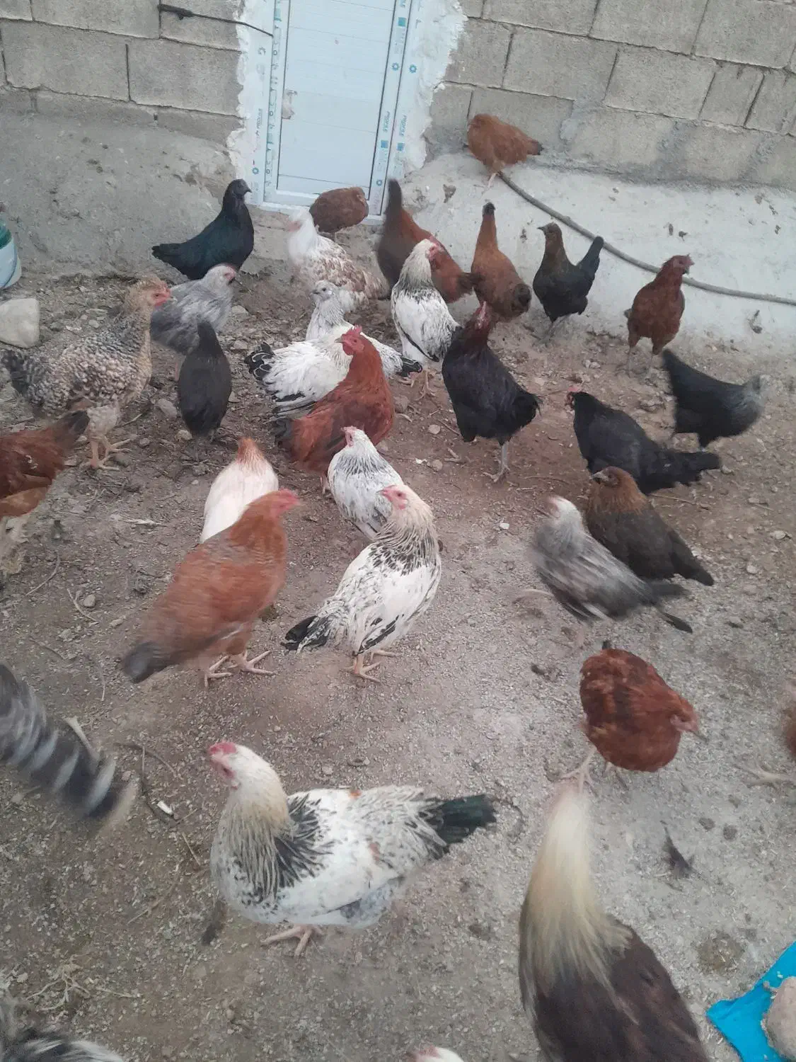 مرغ محلی|حیوانات مزرعه|یاسوج, |دیوار
