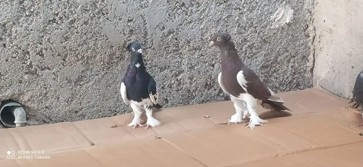 کبوتر خوب|پرنده|خورموج, |دیوار