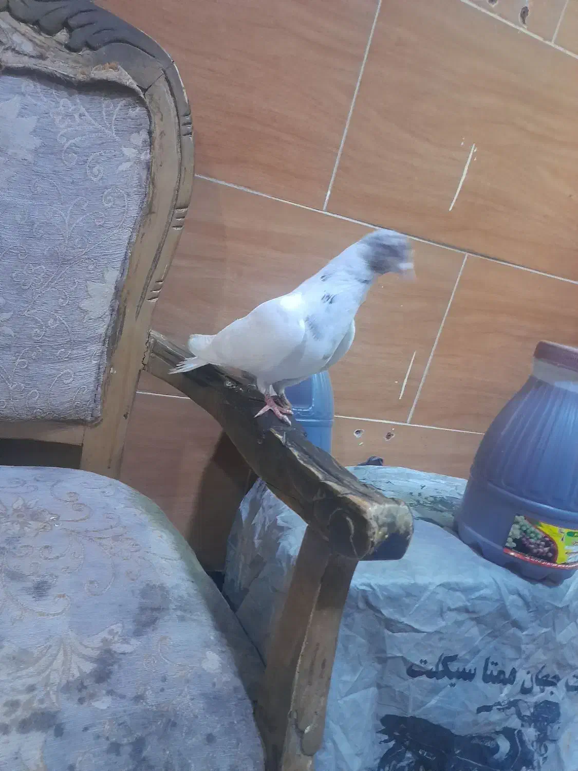 کبوترشکارشده|پرنده|میاندوآب, |دیوار