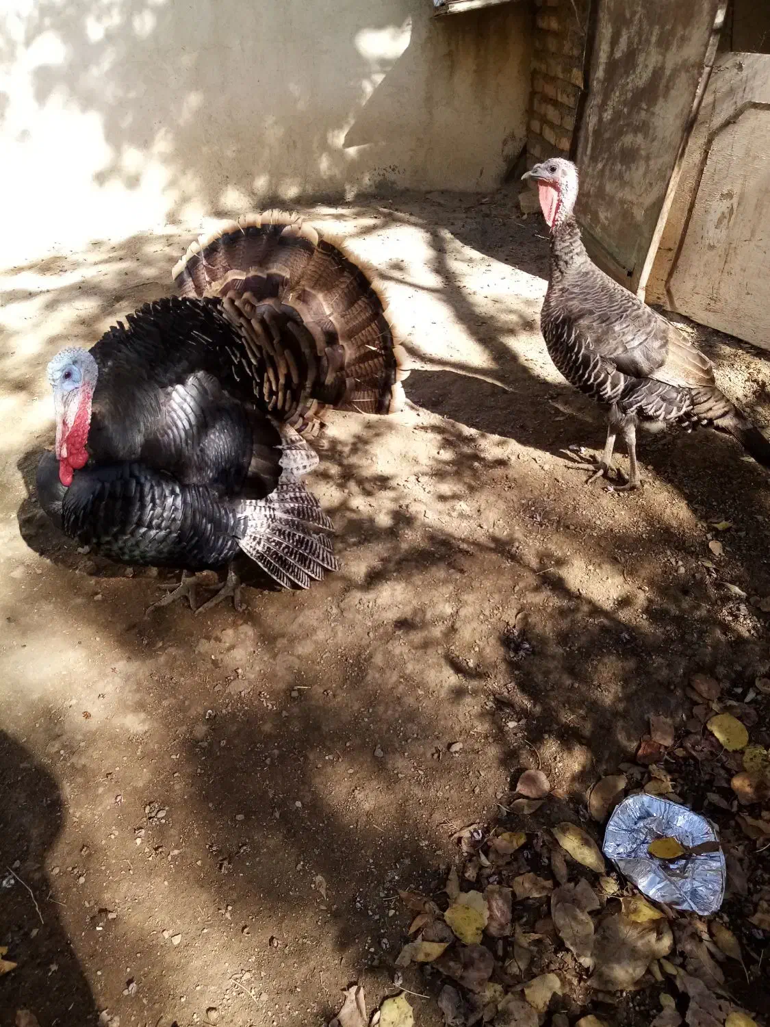 بوقلمون نر و ماده و نیمچه|حیوانات مزرعه|سنندج, |دیوار