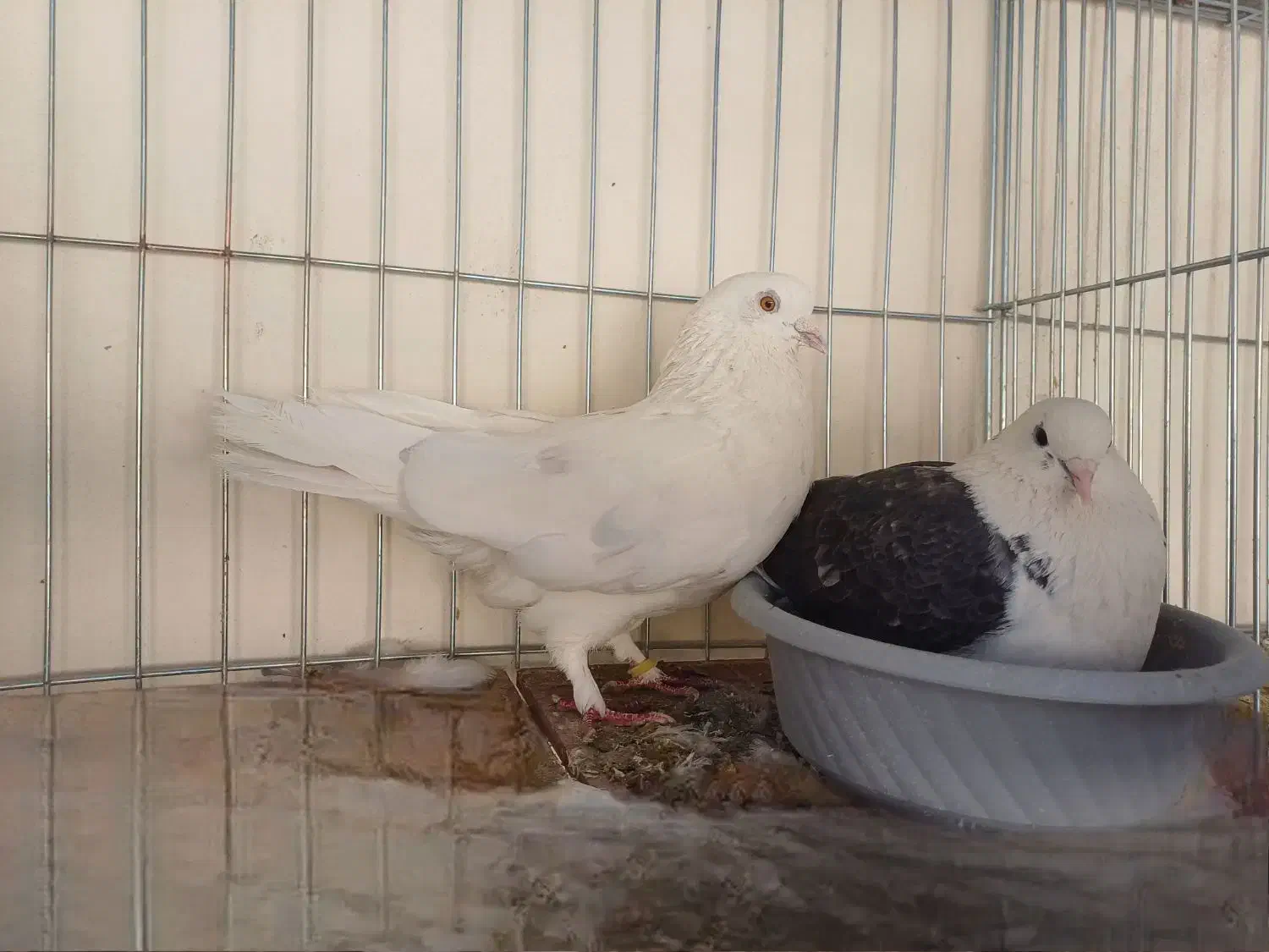 کفتر پرشی|پرنده|رباط‌کریم, نوده|دیوار