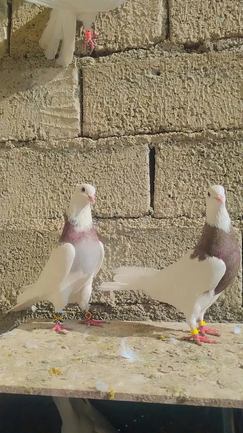 طوقی جفت|پرنده|نقده, |دیوار