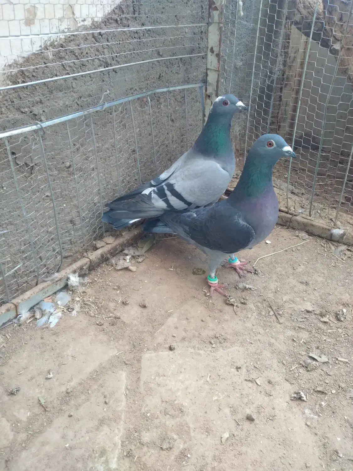 کفتر ماده|پرنده|سده (خراسان جنوبی), |دیوار